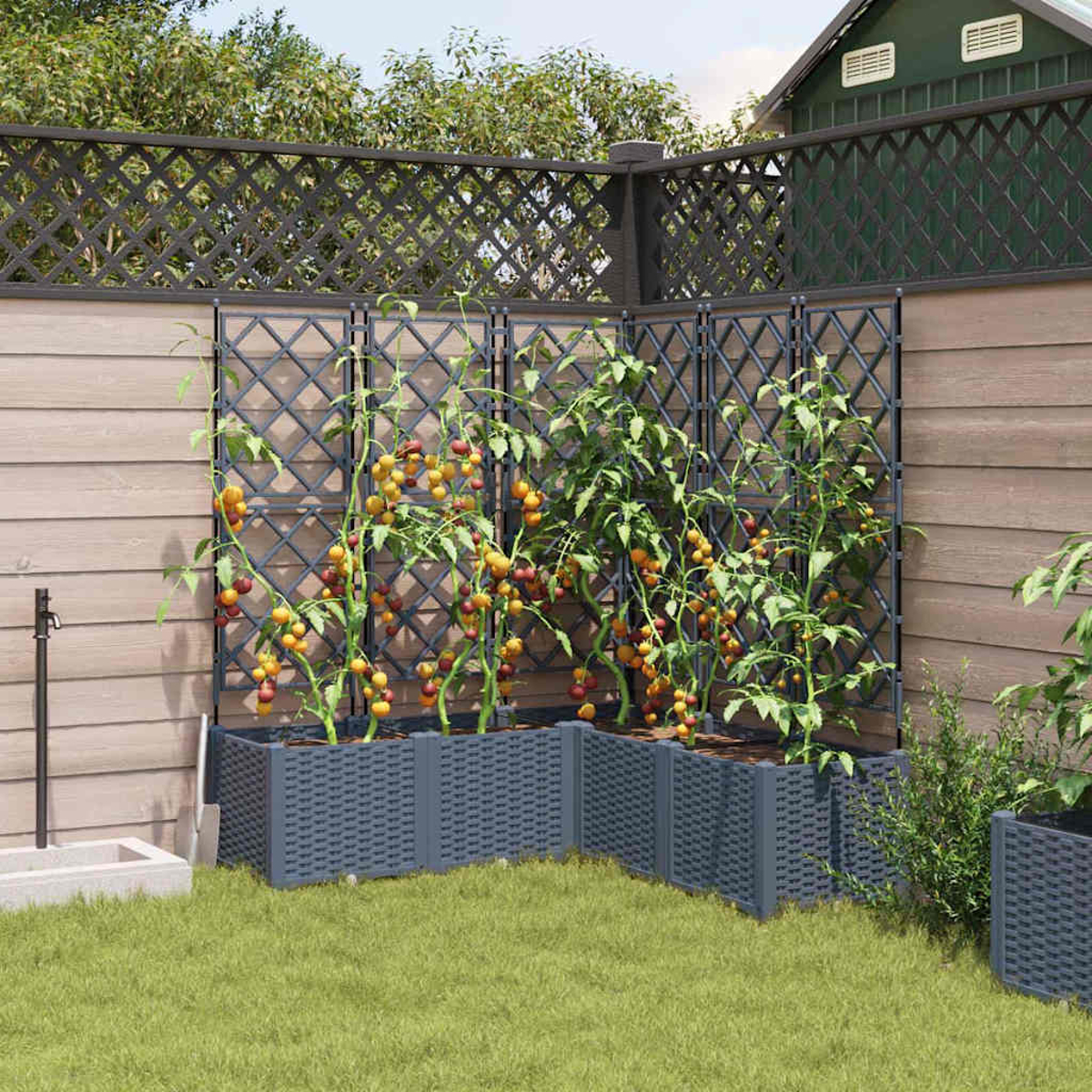 Piante di pomodori in fioriere grigie con traliccio in un giardino. Erba verde, recinzione in legno e un capannone con tetto verde sullo sfondo.
