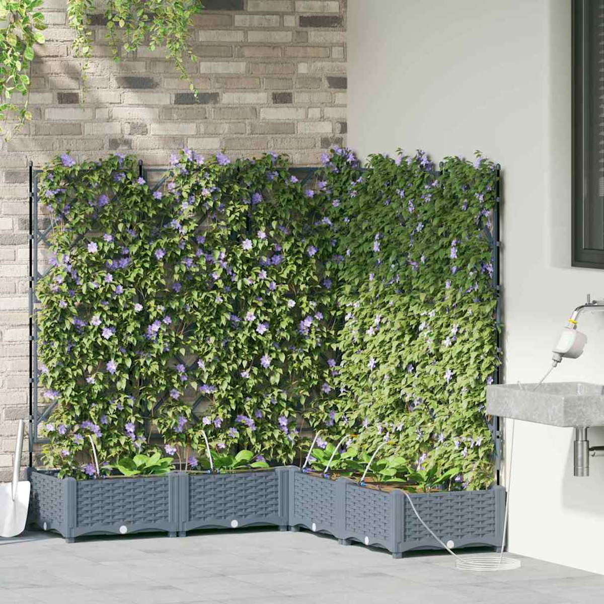 Un giardino con piante verdi e fiori viola che crescono su un traliccio. Sotto ci sono fioriere grigie. Un muro di mattoni e un muro bianco sullo sfondo.