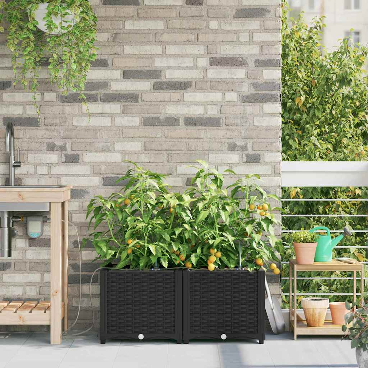 Giardino sul balcone con piante di pomodori in fioriere nere. Sfondo di muro di mattoni, tavolino di legno con vasi e annaffiatoio.