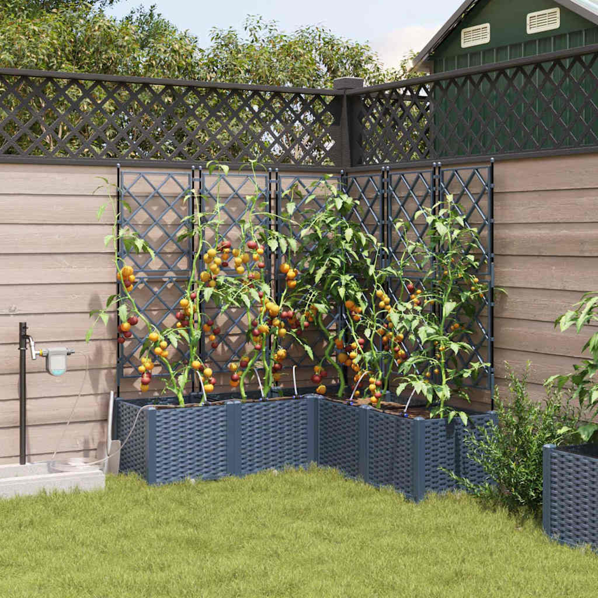 Un giardino con piante di pomodori che crescono in fioriere grigio scuro. Un traliccio sostiene le piante. Una recinzione di legno e l'erba sono nella scena.