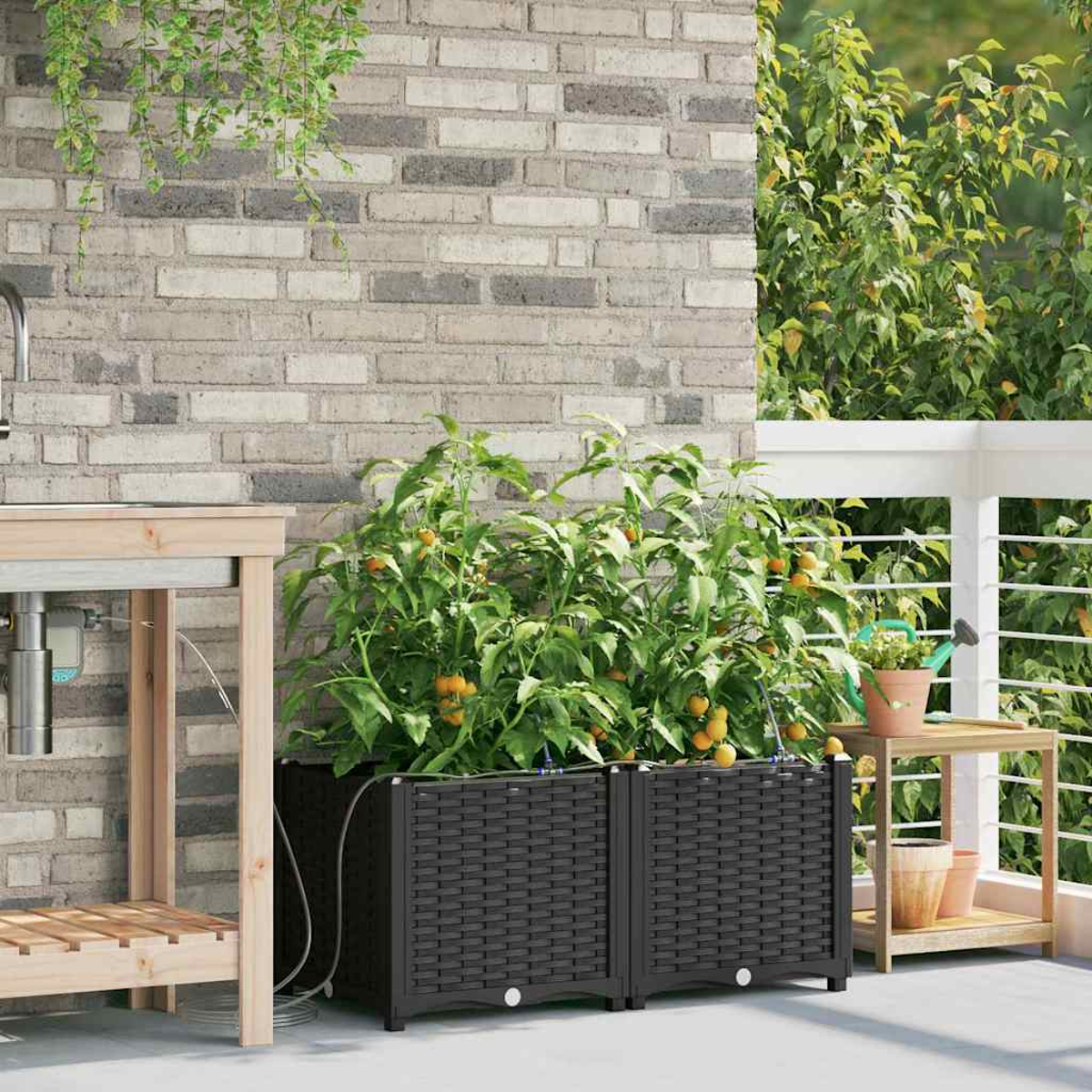 Due fioriere nere con piante di pomodori, su un patio. Muro di mattoni sullo sfondo, con tavolo di legno e ringhiera bianca.