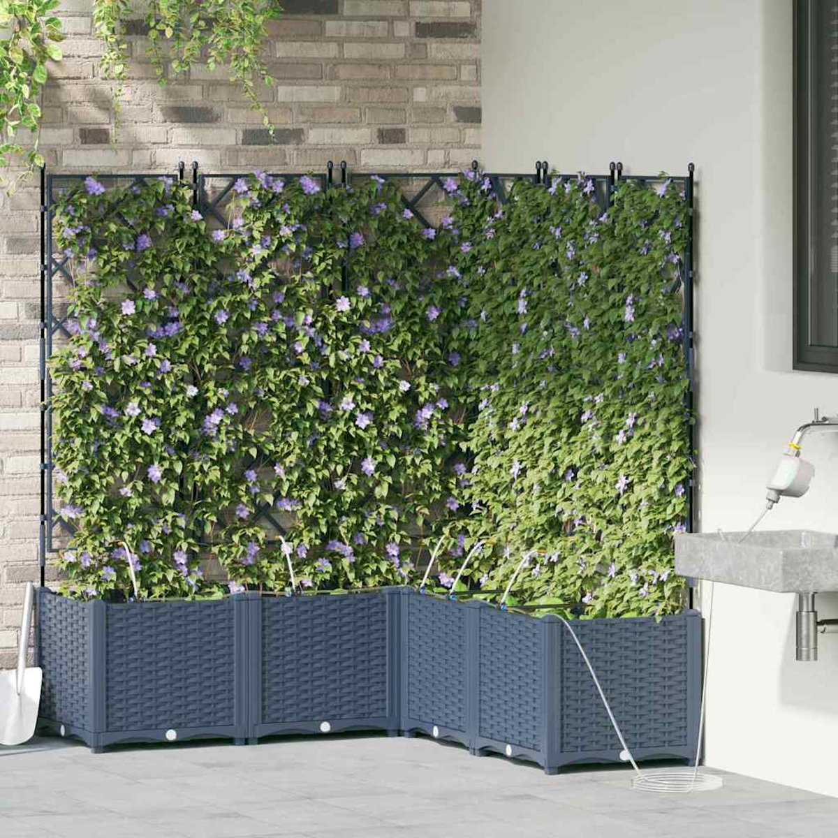 Una scena di giardino presenta un traliccio coperto di viti fiorite. Sotto, una fila di fioriere con tubi dell'acqua. Sono visibili un muro di mattoni e un lavandino.
