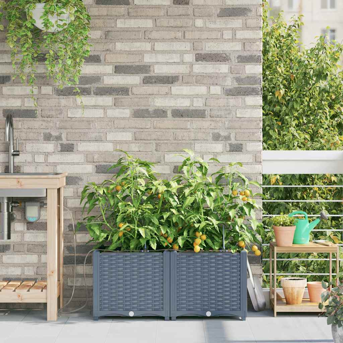 Balkongarten mit Tomatenpflanzen in einem grauen Pflanzkübel, Backsteinmauer im Hintergrund. Gießkanne und Töpfe auf einem Holzregal.