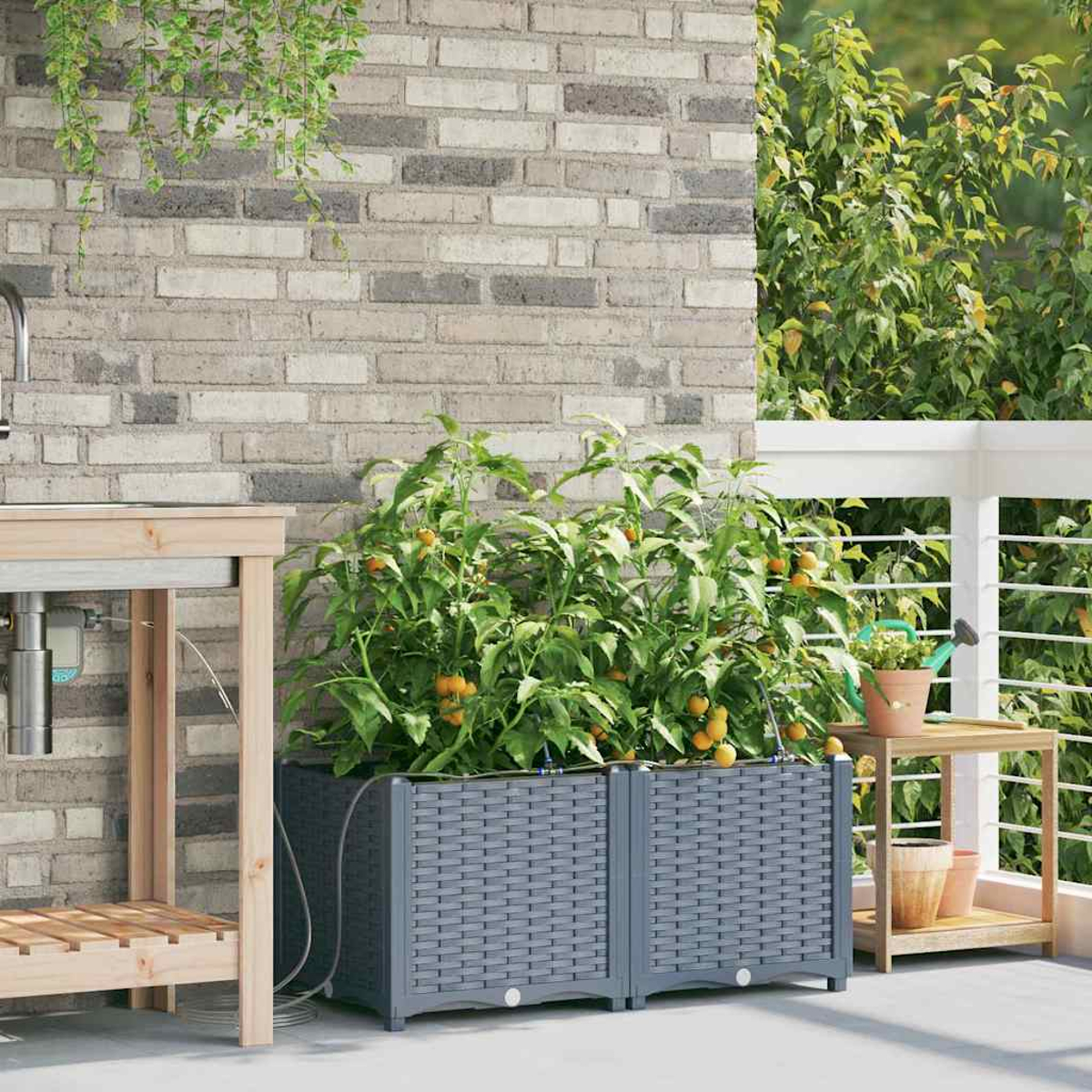 Tomatenpflanzen in grauen Pflanzkästen auf einer Terrasse. Eine Backsteinmauer und ein Holztisch sind im Hintergrund.