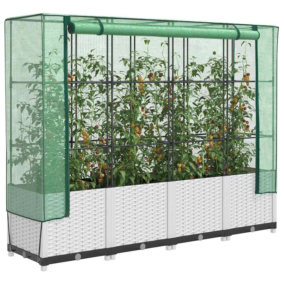 Serra con piante di pomodori. Le piante hanno pomodori gialli e rossi. Fioriera bianca intrecciata, struttura in metallo nero e rete verde.