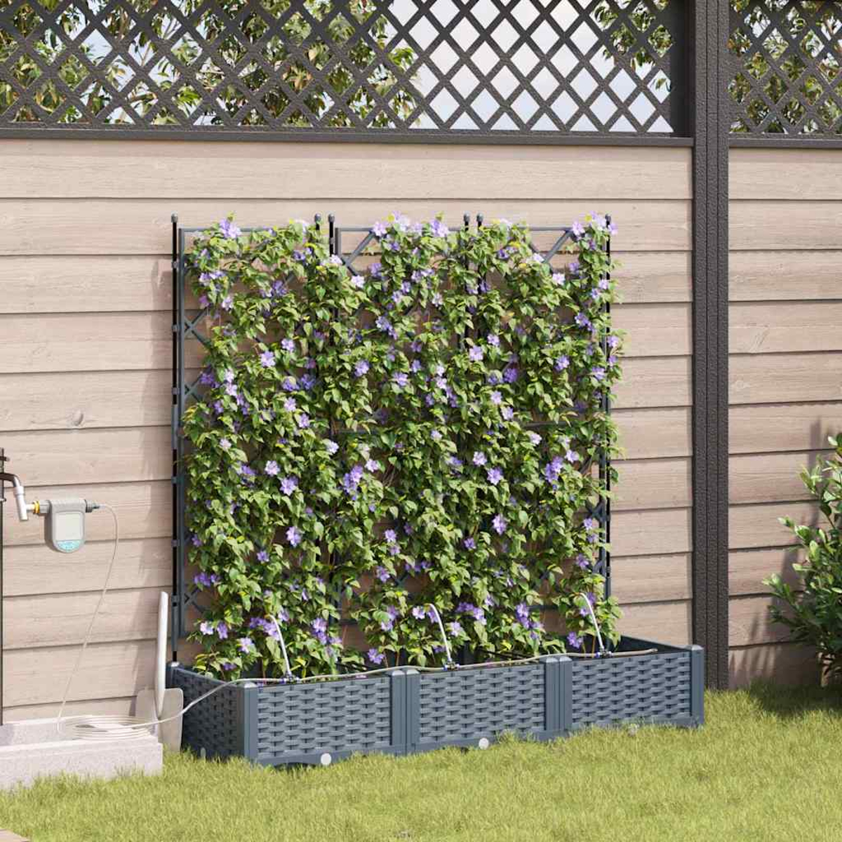 Un traliccio da giardino con piante rampicanti. Fiori viola e foglie verdi. Il traliccio è contro una recinzione di legno.