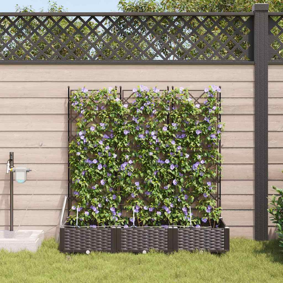Un giardino con fiori viola che si arrampicano su un traliccio. Fioriere marroni intrecciate sono alla base. Una recinzione di legno è sullo sfondo.