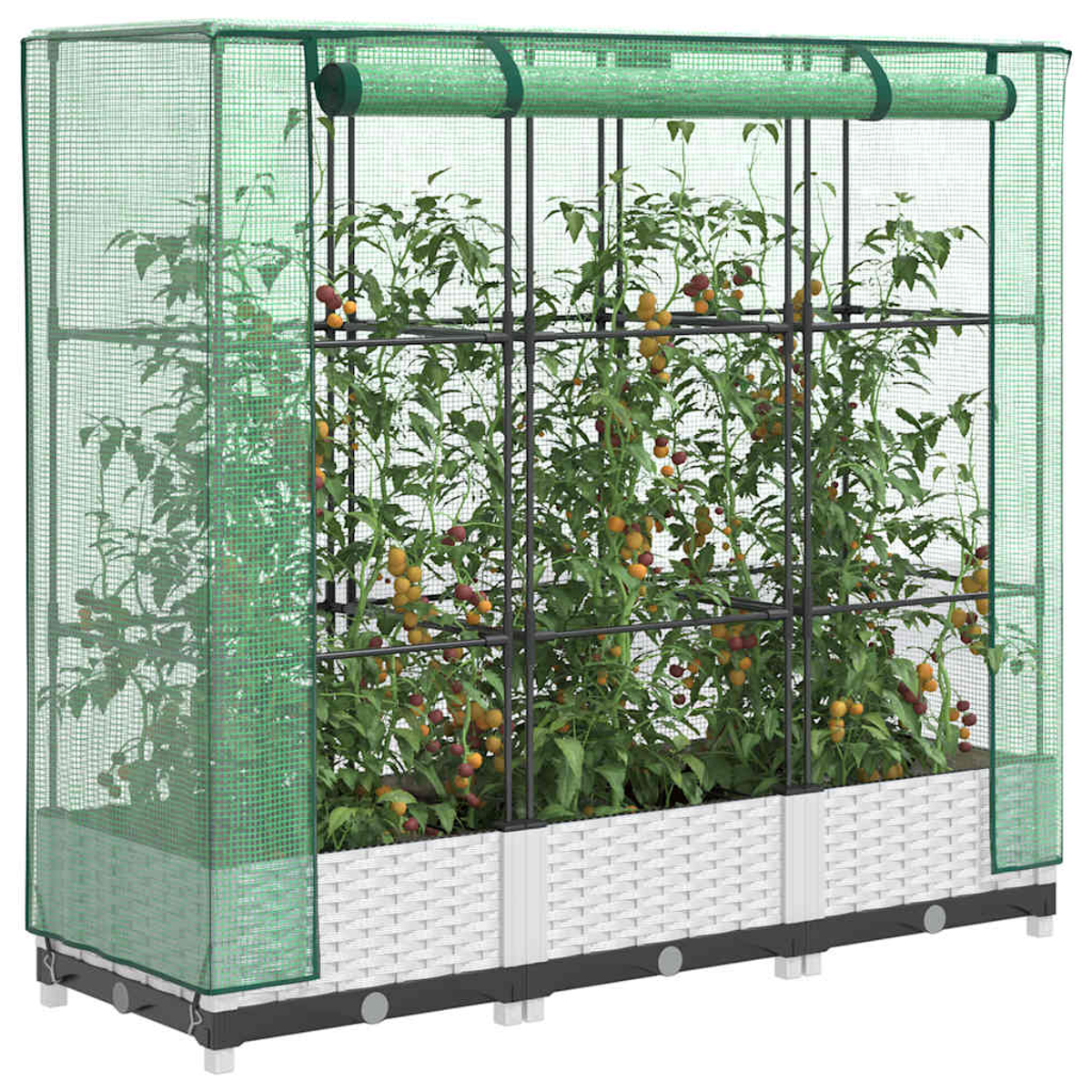 Una serra con piante di pomodori. La struttura ha lati in rete verde e una base intrecciata bianca. I pomodori sono rossi e gialli.