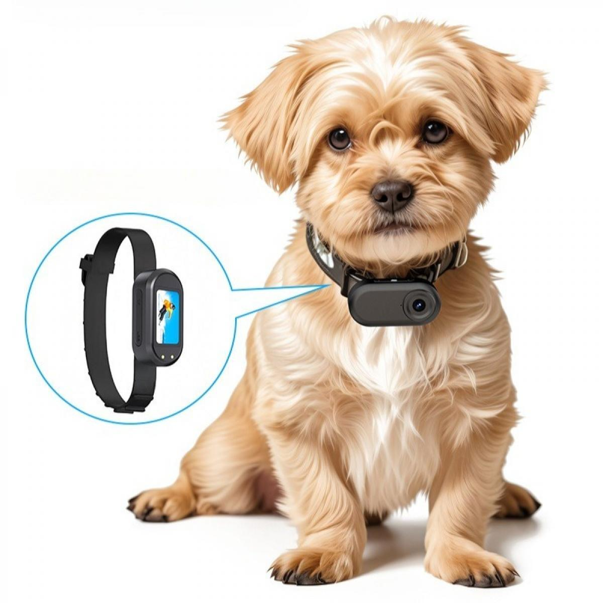 Ein kleiner, hellbrauner Hund mit einem schwarzen Halsband mit Kamera. Eine Smartwatch zeigt darauf. Weißer Hintergrund.