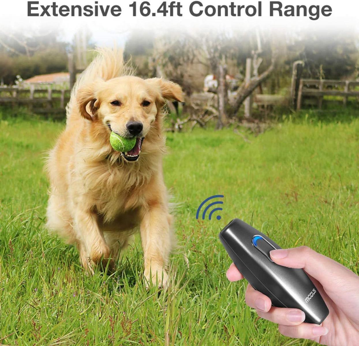 Golden Retriever rennt mit einem grünen Ball im Maul über grünes Gras. Eine Hand hält eine schwarze Fernbedienung.