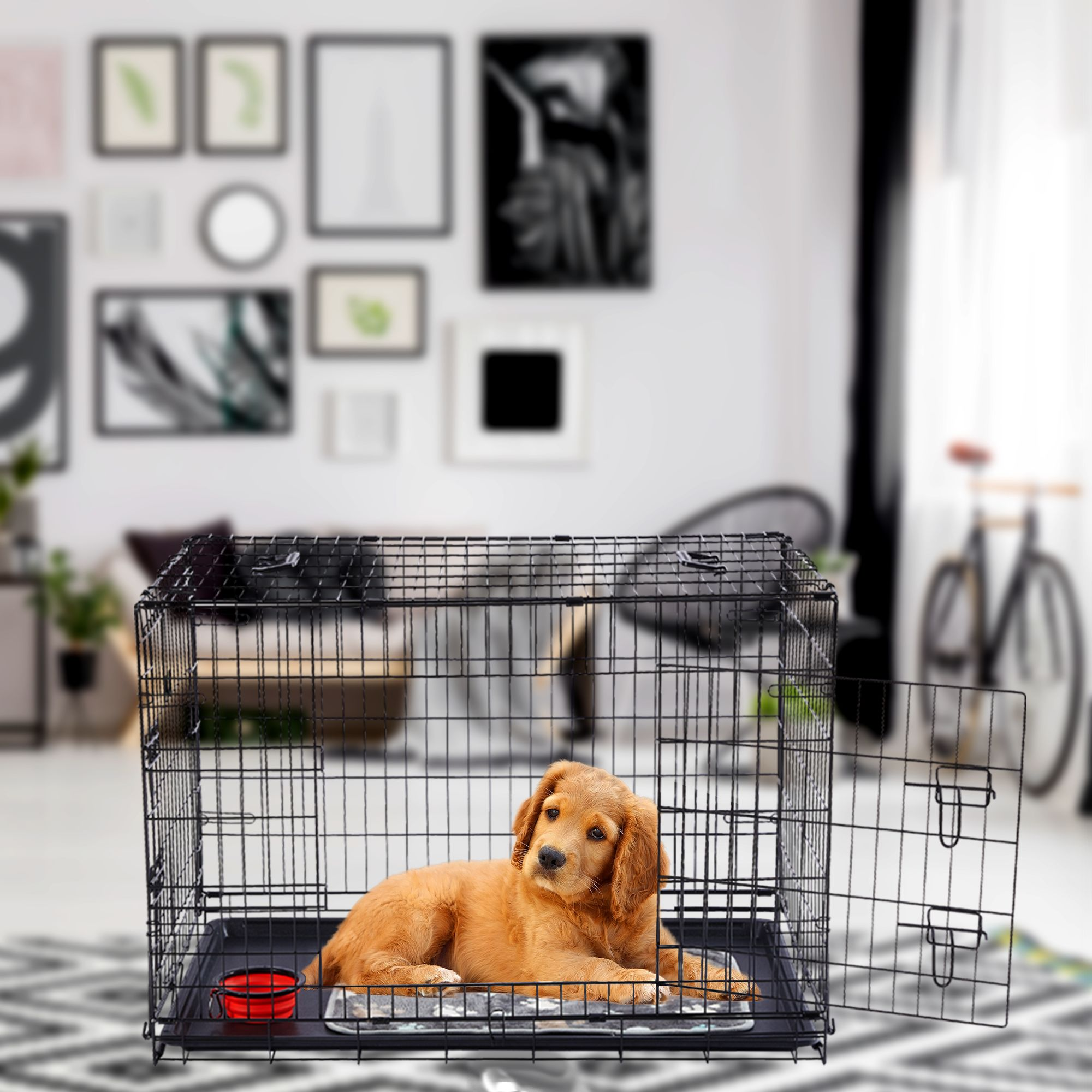 Ein goldener Retriever-Welpe liegt in einer schwarzen Drahtkiste. Im Hintergrund sind Bilder an der Wand und ein Fahrrad zu sehen.
