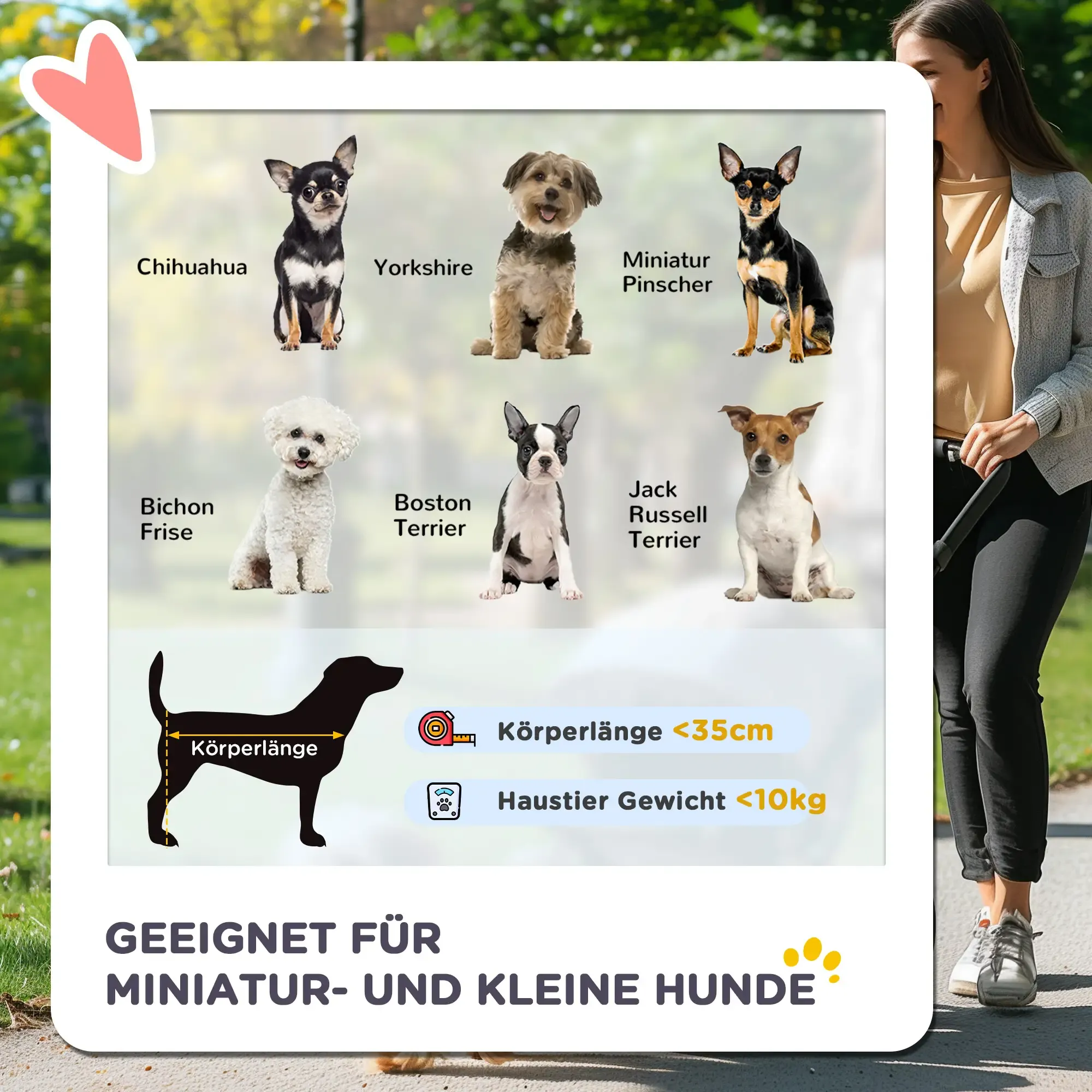 Ein Bild zeigt 7 Hunderassen: Chihuahua, Yorkshire, Zwergpinscher, Bichon Frise, Boston Terrier, Jack Russell Terrier. Eine Frau steht daneben.
