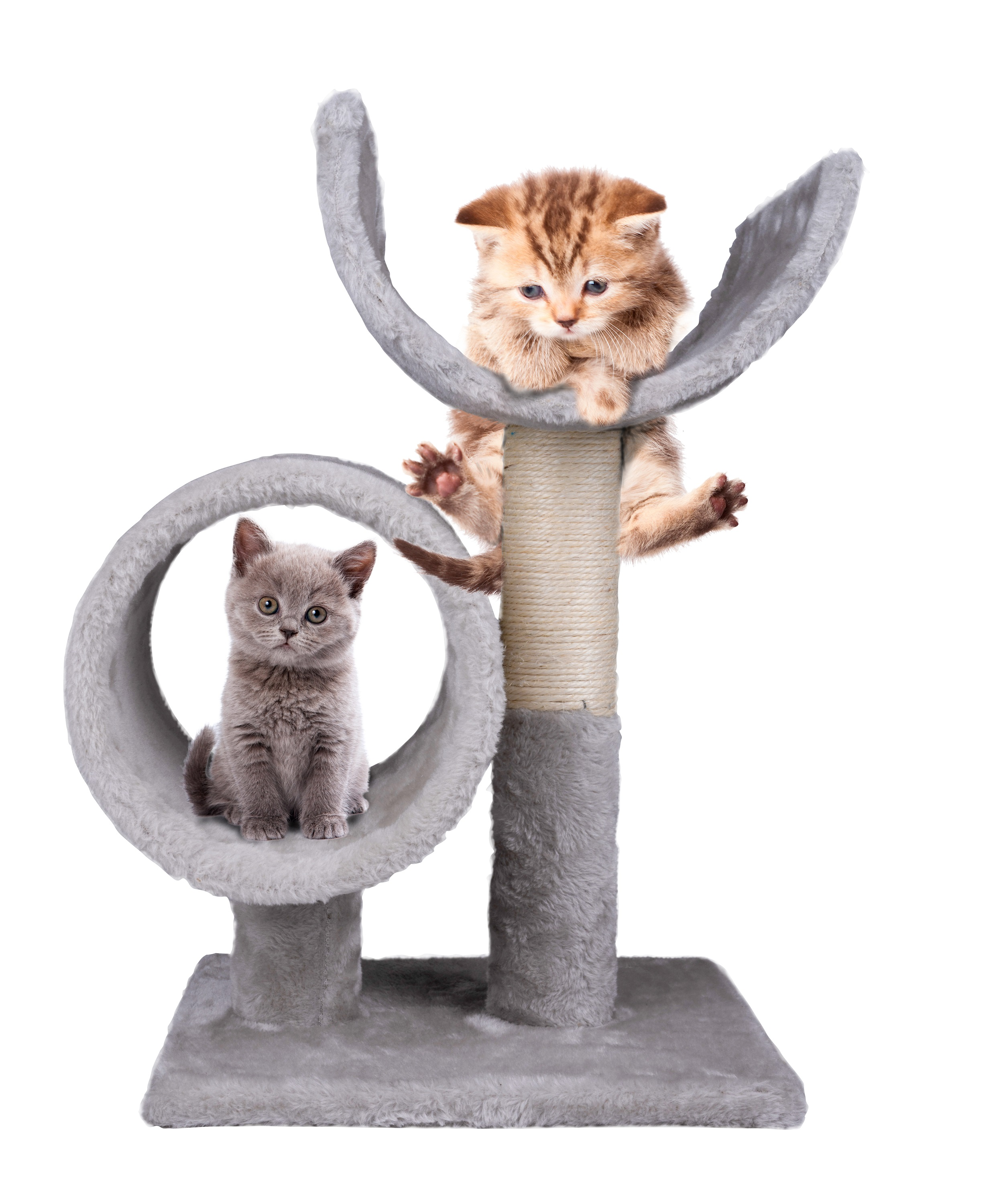 Two kittens on a gray cat tree. One sits in a circle, the other on the top arch. White background.