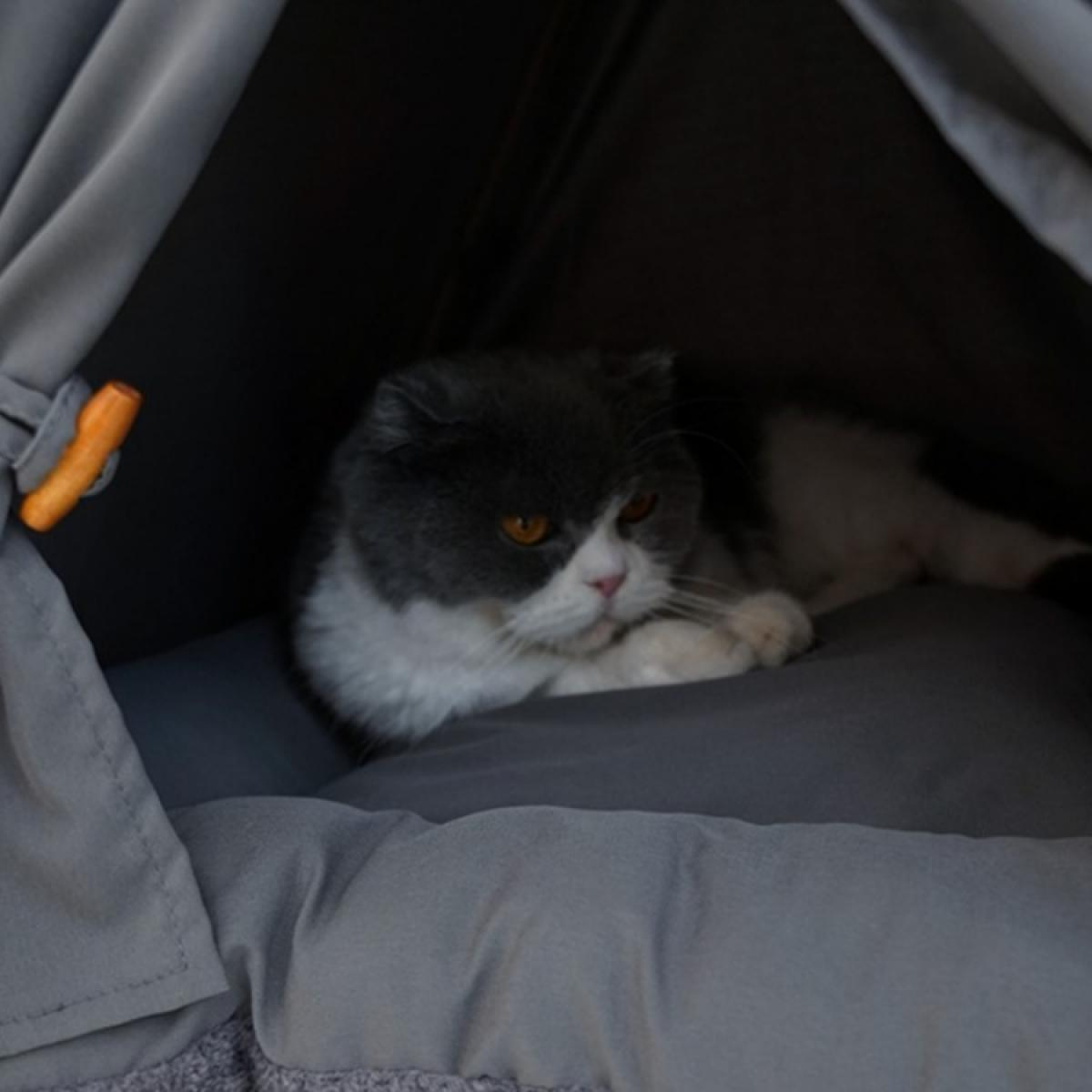 Eine grau-weiße Katze mit orangen Augen liegt auf einem grauen Kissen in einem dunklen Zelt. Die Katze schaut in die Kamera.