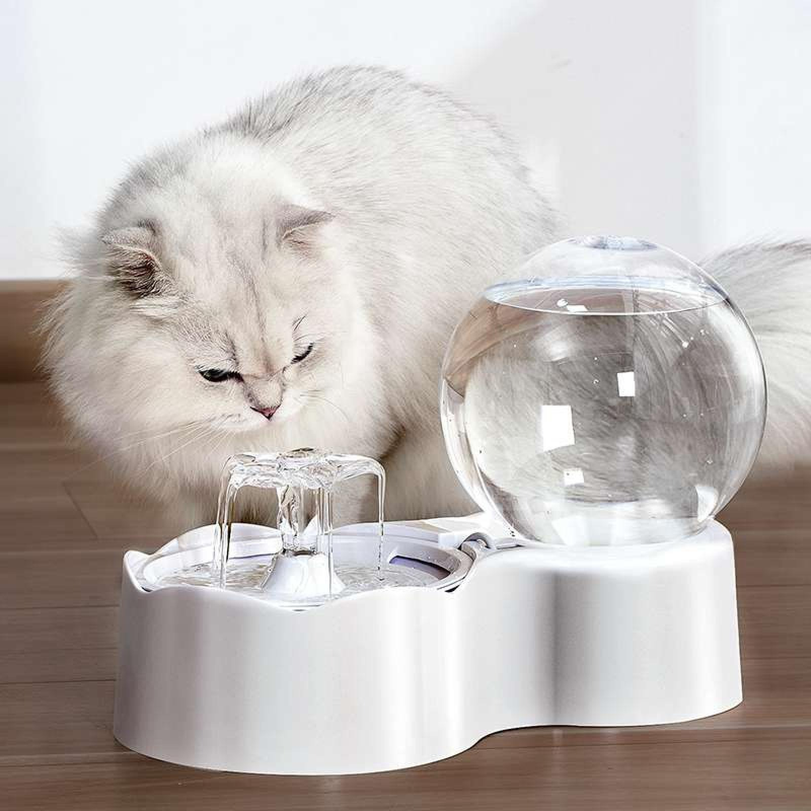 Eine flauschige, weiße Katze betrachtet einen Wasserbrunnen mit einem durchsichtigen Globus und fließendem Wasser.