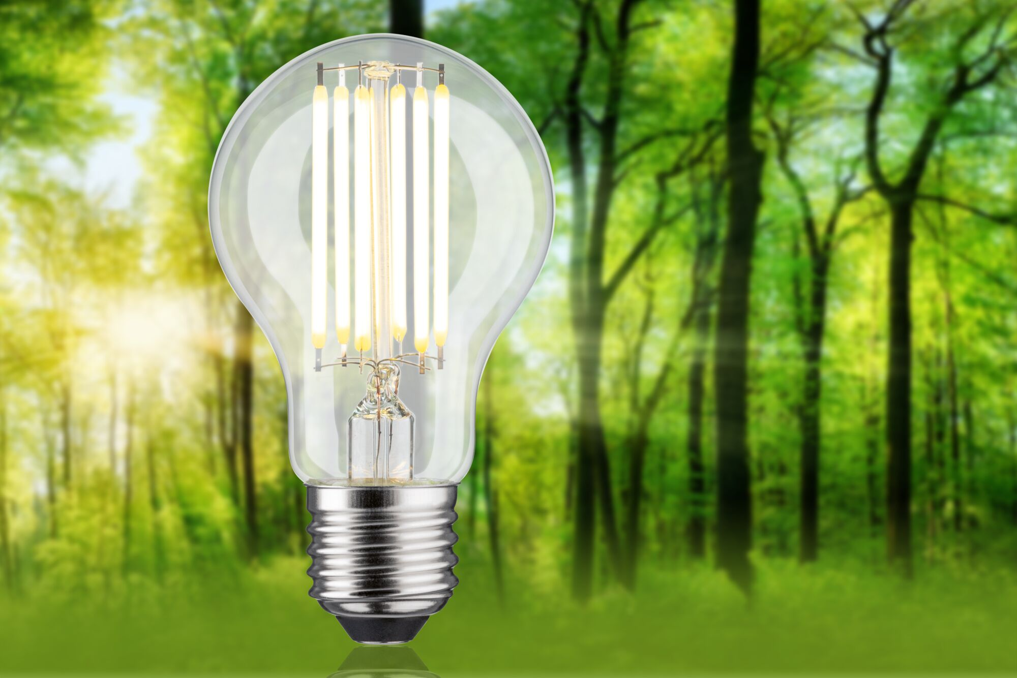 Eine klare Glühbirne mit vertikalen Filamenten ist im Fokus. Der Hintergrund ist ein verschwommener grüner Wald mit Sonnenlicht.