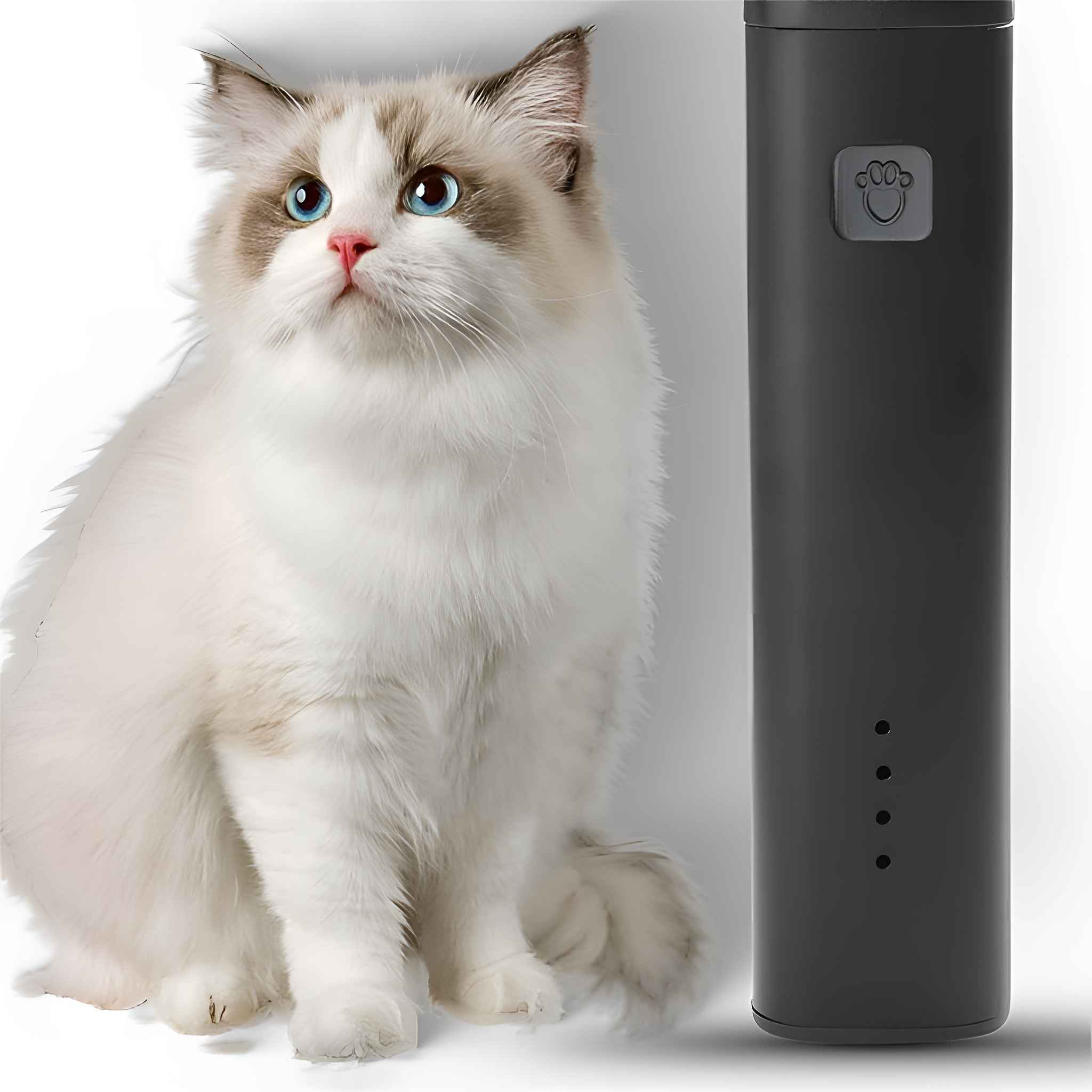 Eine flauschige, weiß-graue Katze mit blauen Augen sitzt neben einem schwarzen Katzenspielzeug.