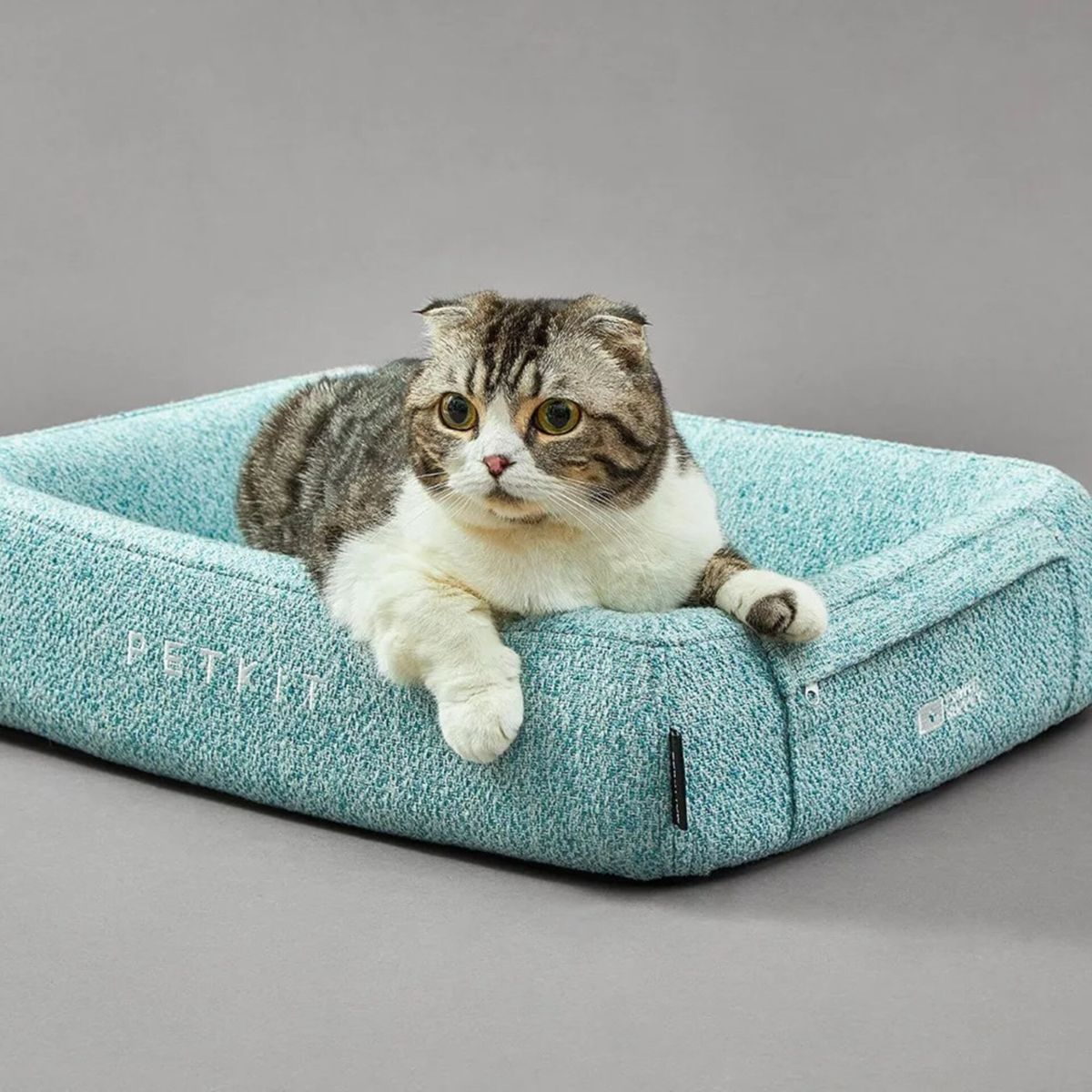 Un gatto Scottish Fold è sdraiato in un letto blu. Il gatto ha pelo grigio e bianco, con orecchie piegate. Il letto è rettangolare, su sfondo grigio.