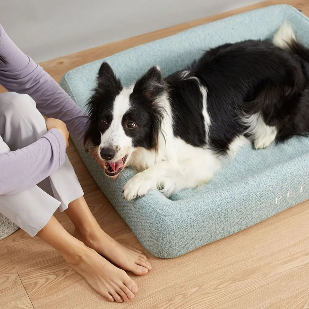 Un cane bianco e nero giace su un letto blu per cani. Una persona è seduta vicino, i suoi piedi sono visibili. Il cane ha la bocca aperta.