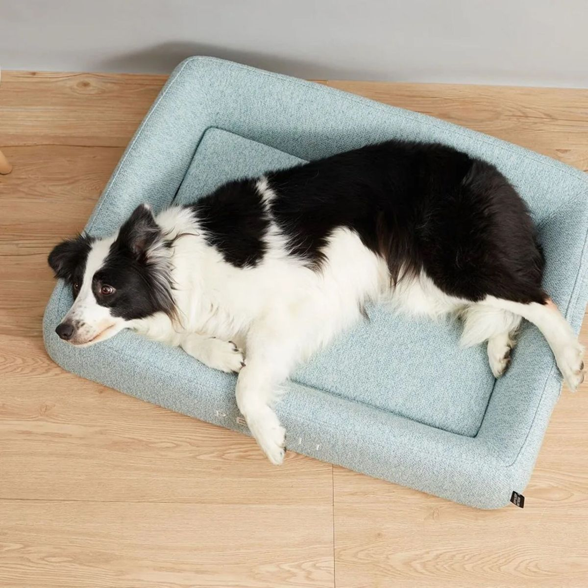 Un Border Collie bianco e nero giace su un letto per cani azzurro. Il letto è su un pavimento in legno marrone chiaro.