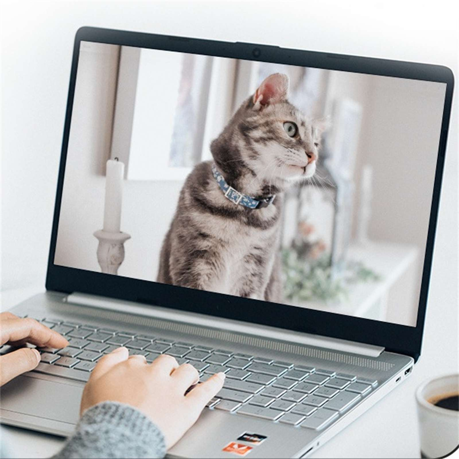 Laptop zeigt Katze mit blauem Halsband. Hände tippen auf der Tastatur. Eine Kaffeetasse steht daneben.