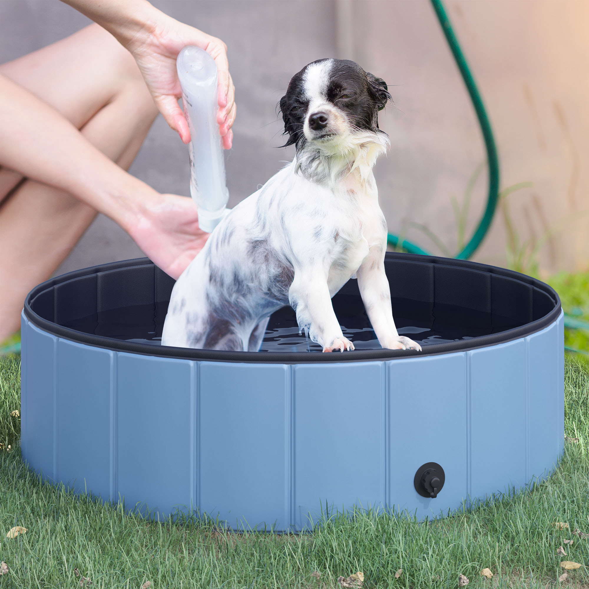 Un perro pequeño está en una bañera azul, siendo lavado. Una persona vierte agua sobre el perro. El perro tiene pelaje blanco y negro.
