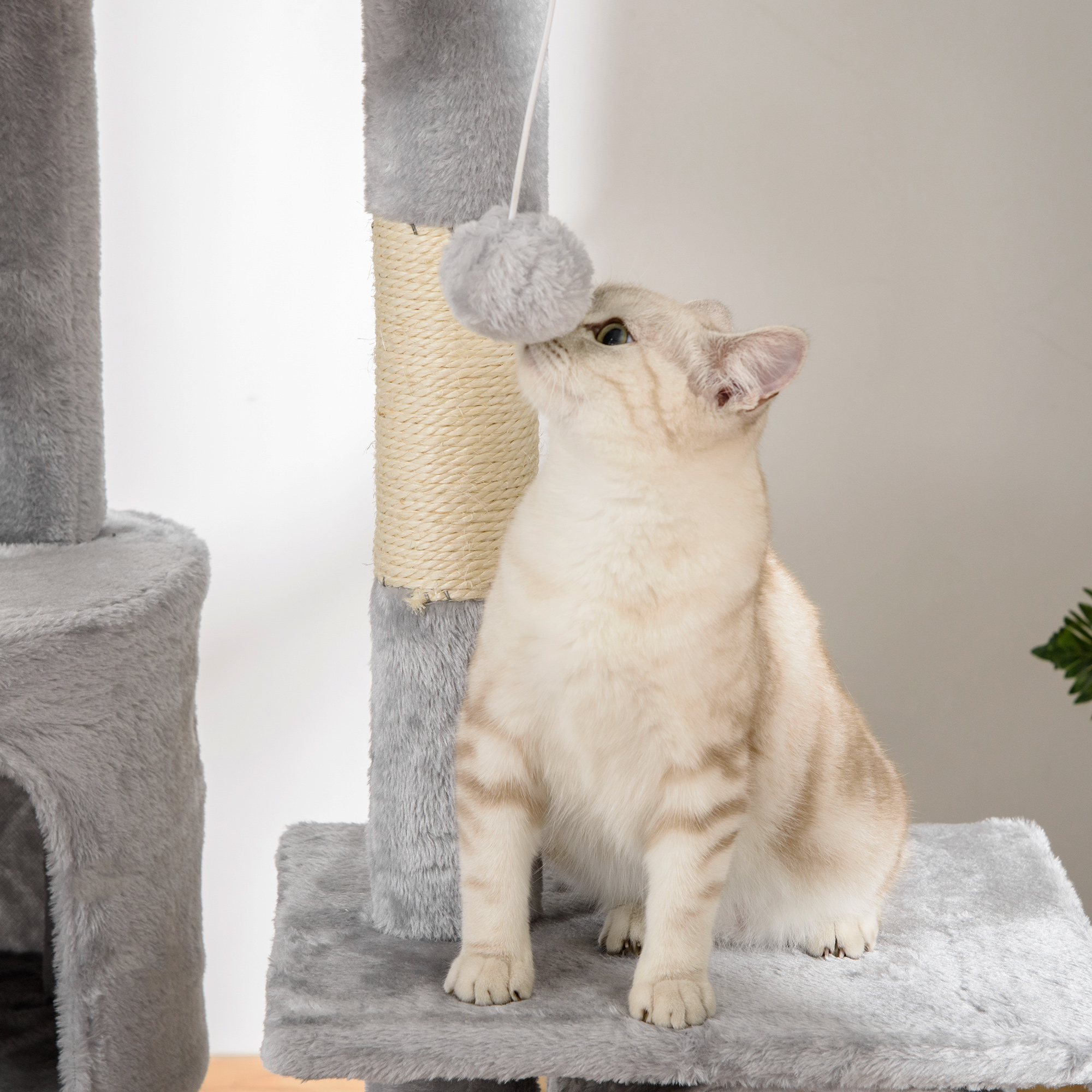 Un gato de color claro alcanza un juguete de pompón gris sujeto a un árbol para gatos. El árbol para gatos es gris y beige.
