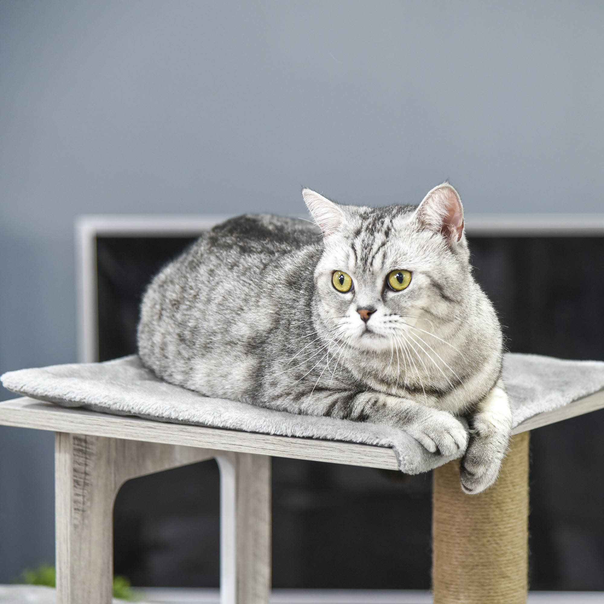 Un gato gris con ojos amarillos descansa sobre un árbol para gatos. El fondo es una pared gris con un área oscura.