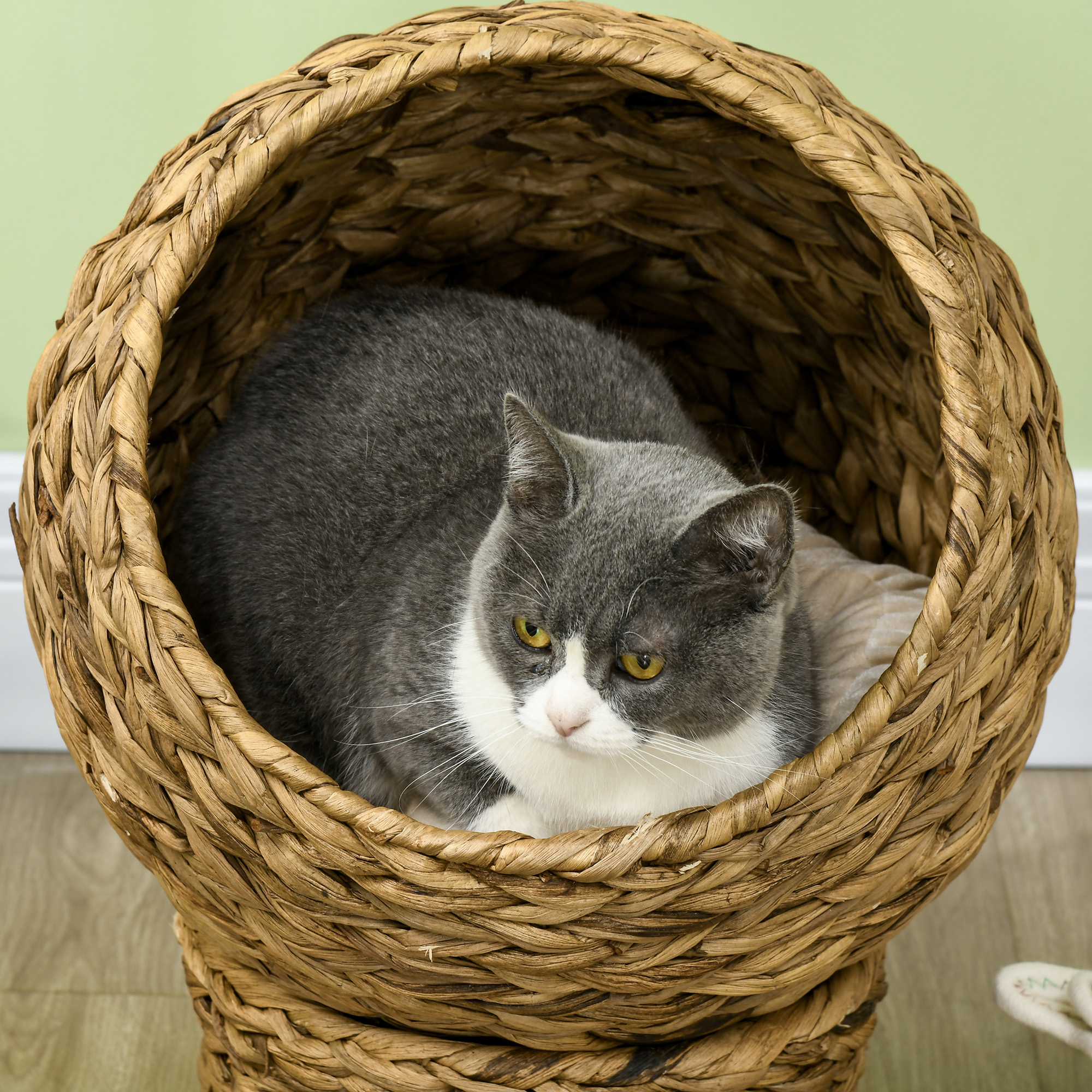 Un gato gris y blanco descansa en una cesta tejida. El fondo es una pared verde claro y un suelo de madera.