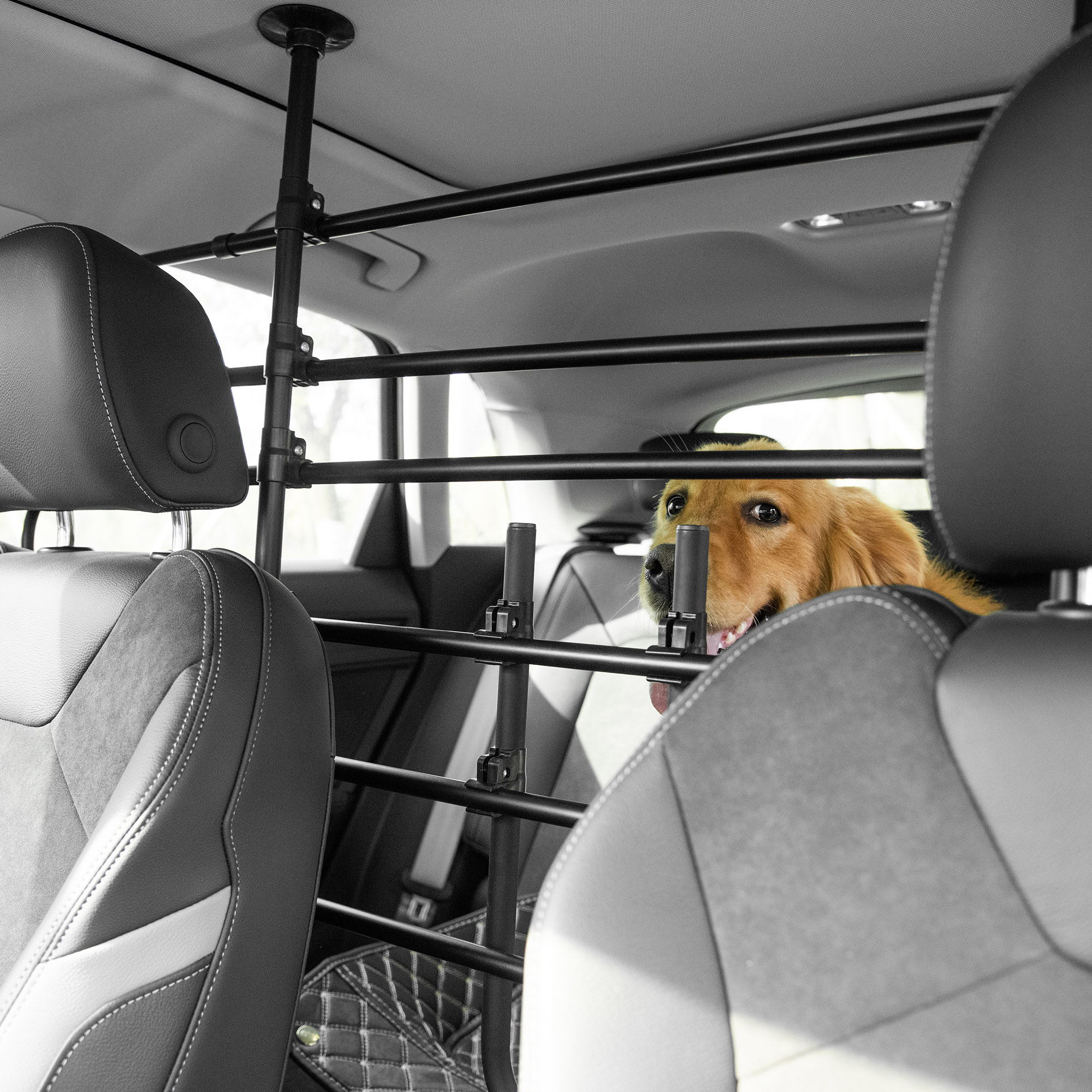 Un golden retriever en un coche, detrás de una barrera de seguridad. Los asientos del coche son visibles en primer plano y en el fondo.