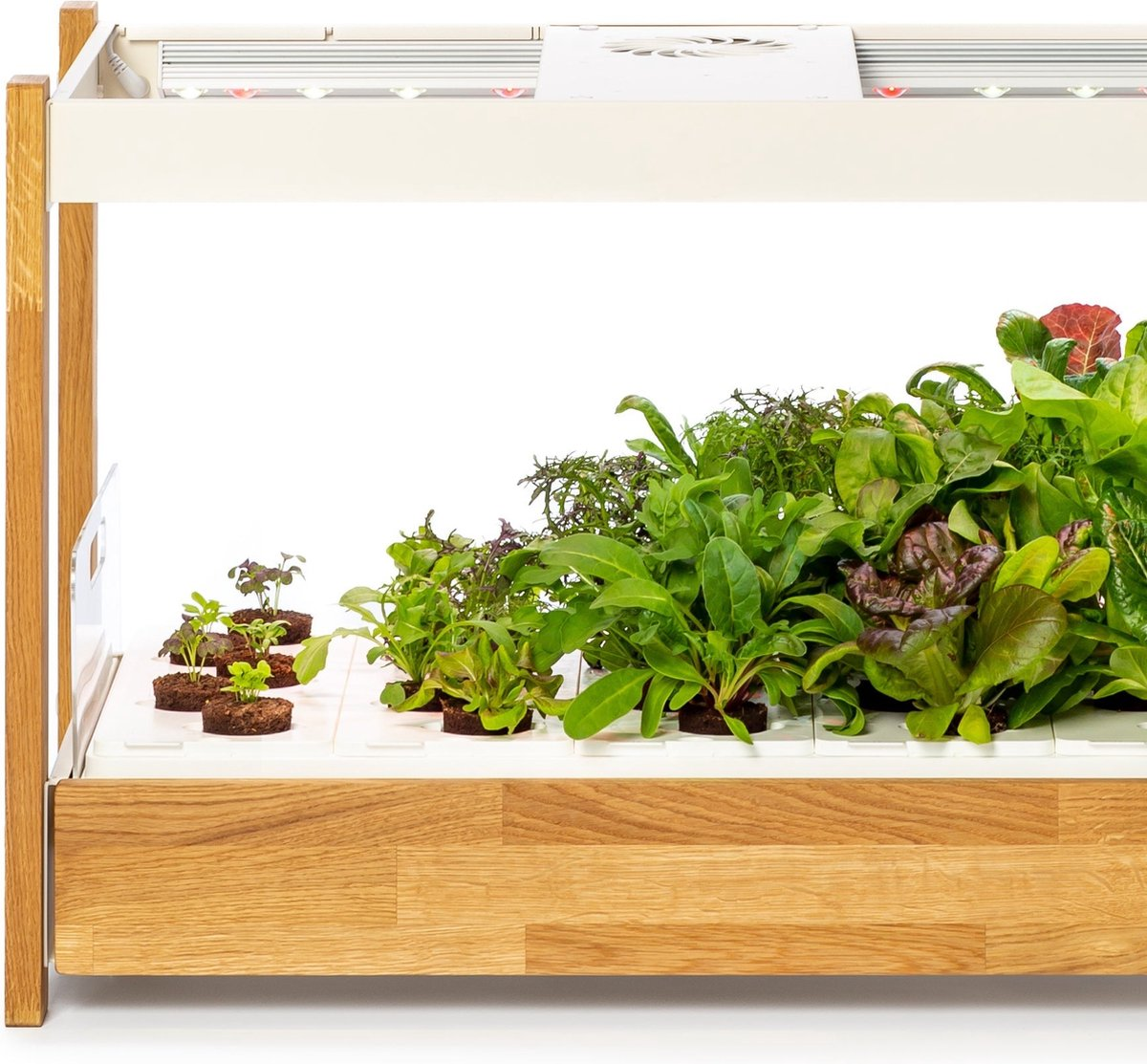 Un jardin d'intérieur montre diverses étapes de croissance des plantes. Différents légumes-feuilles prospèrent sous des lampes de culture, dans une structure en bois.