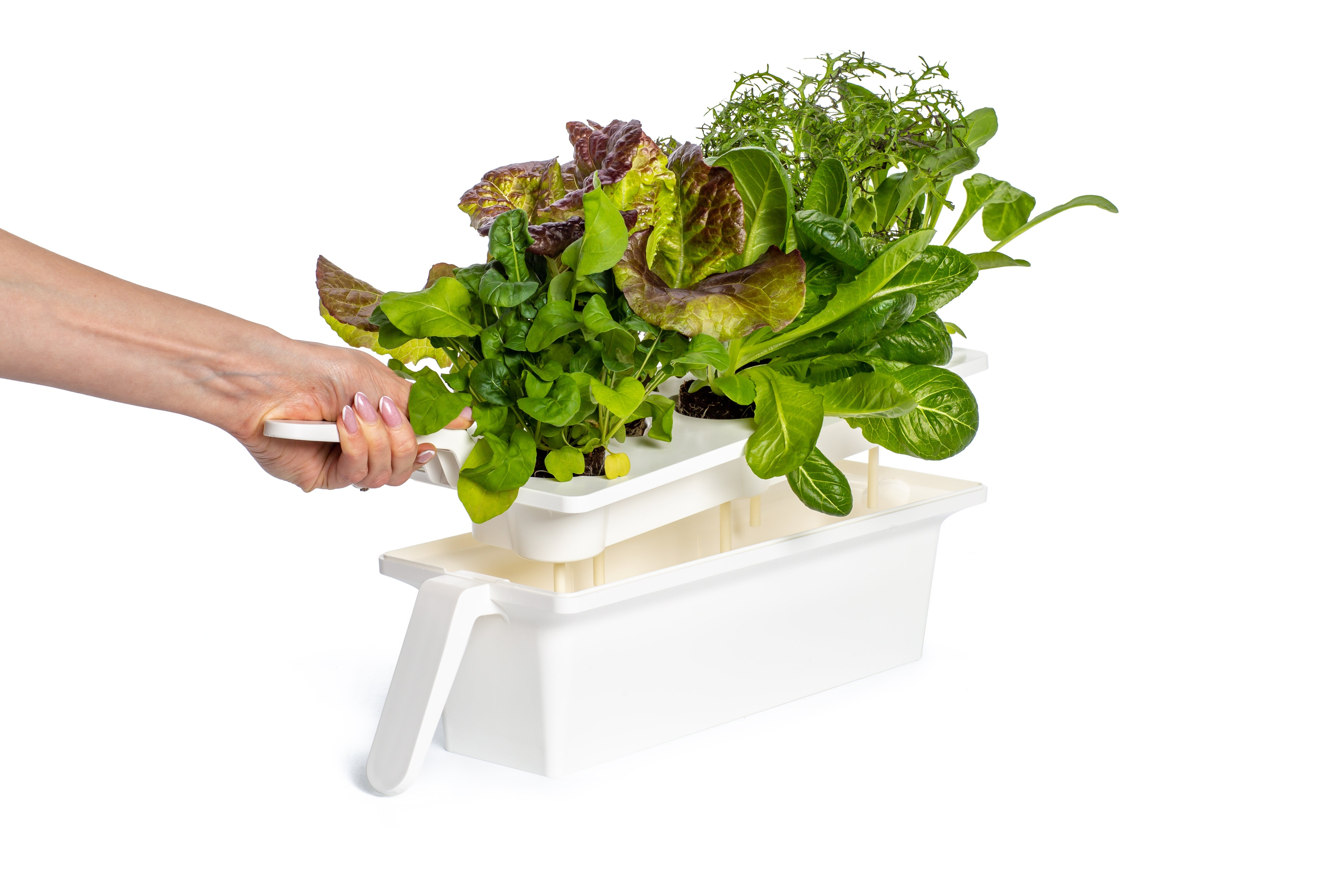 Une main tient un plateau de divers légumes-feuilles. Le plateau est blanc et le fond est blanc.