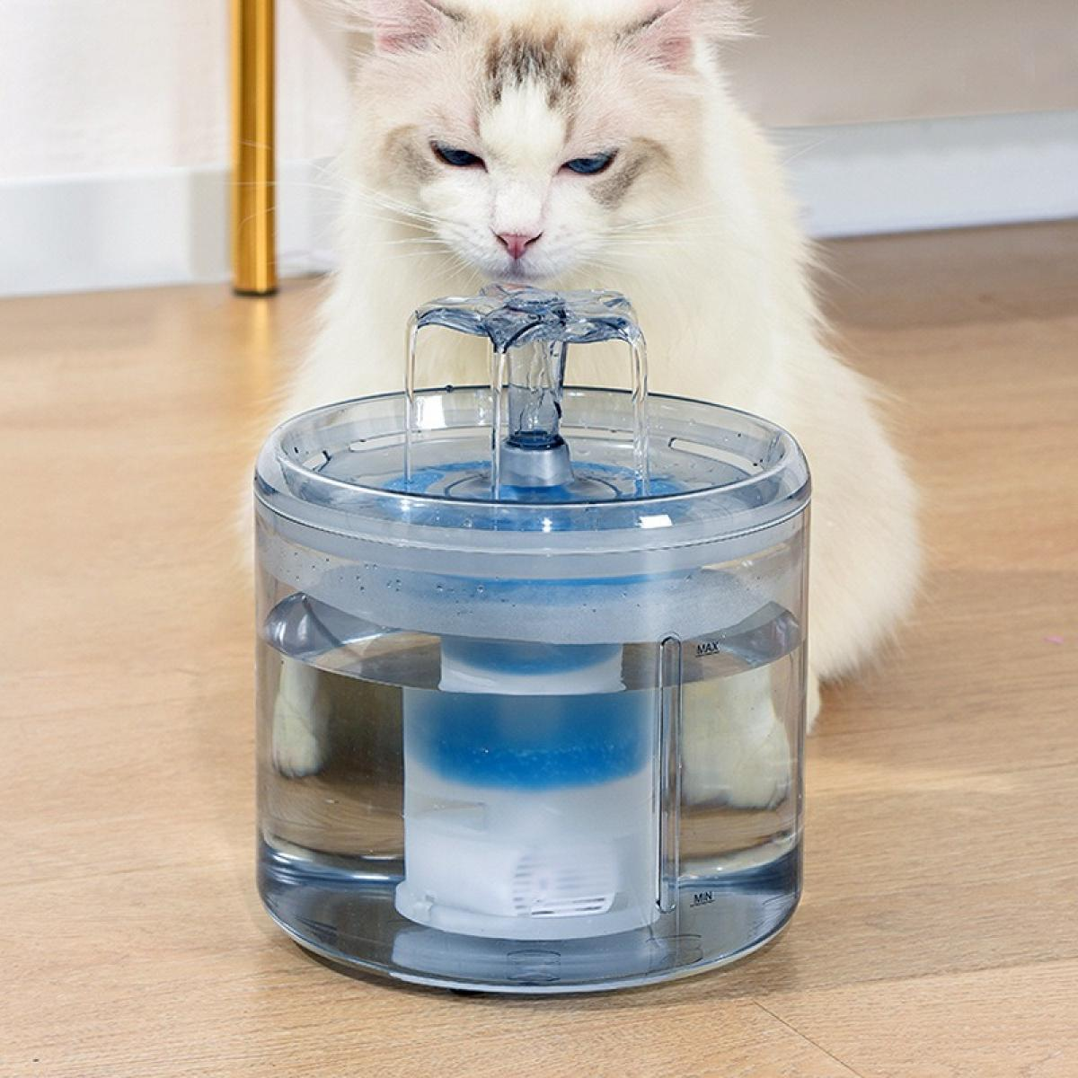 Eine weiße Katze mit blauen Augen sitzt in der Nähe eines Wasserbrunnens. Der Brunnen ist klar mit blauen Akzenten, und Wasser fließt.