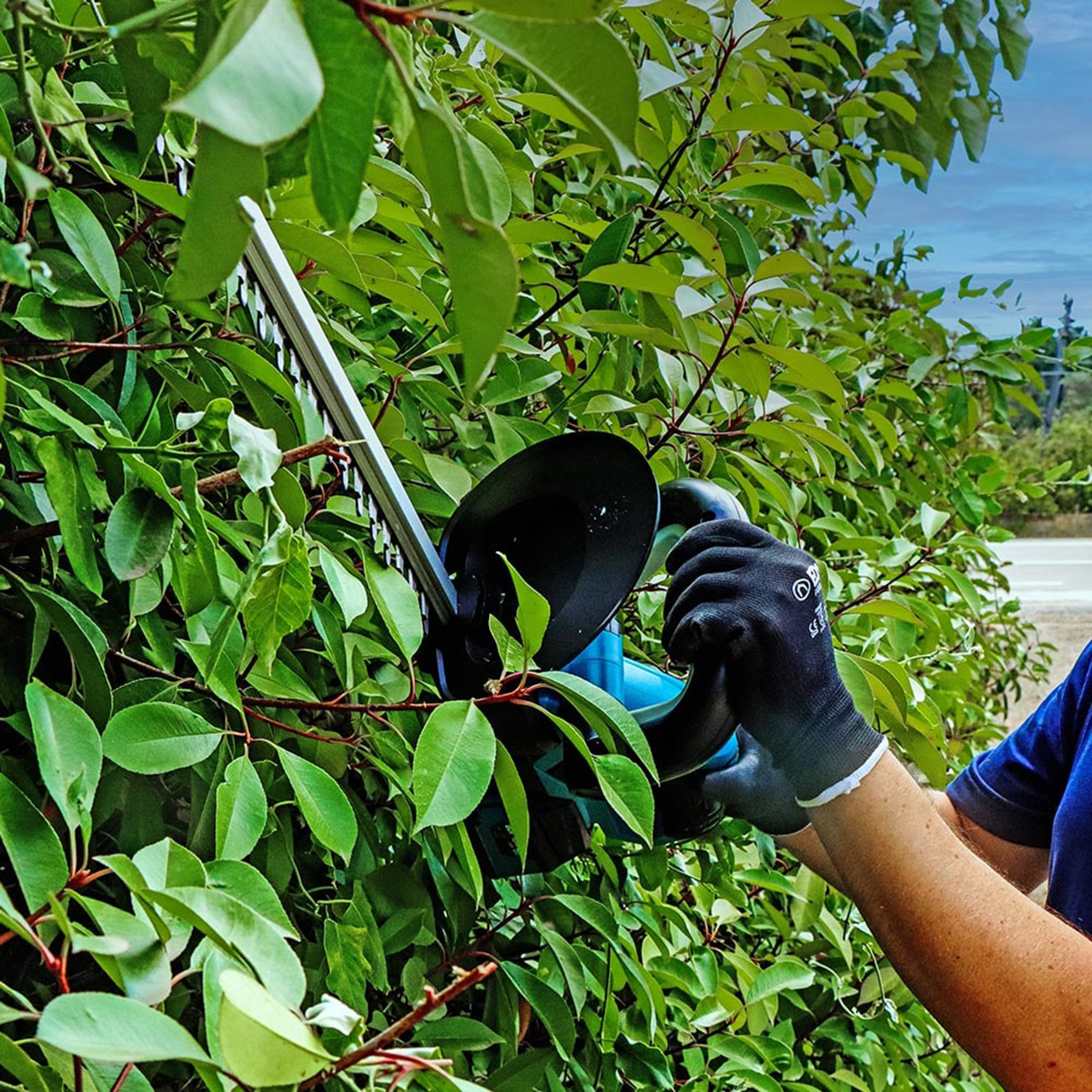 Una persona poda un seto verde con un cortasetos eléctrico. El cielo es azul. La persona lleva guantes y una camisa azul.
