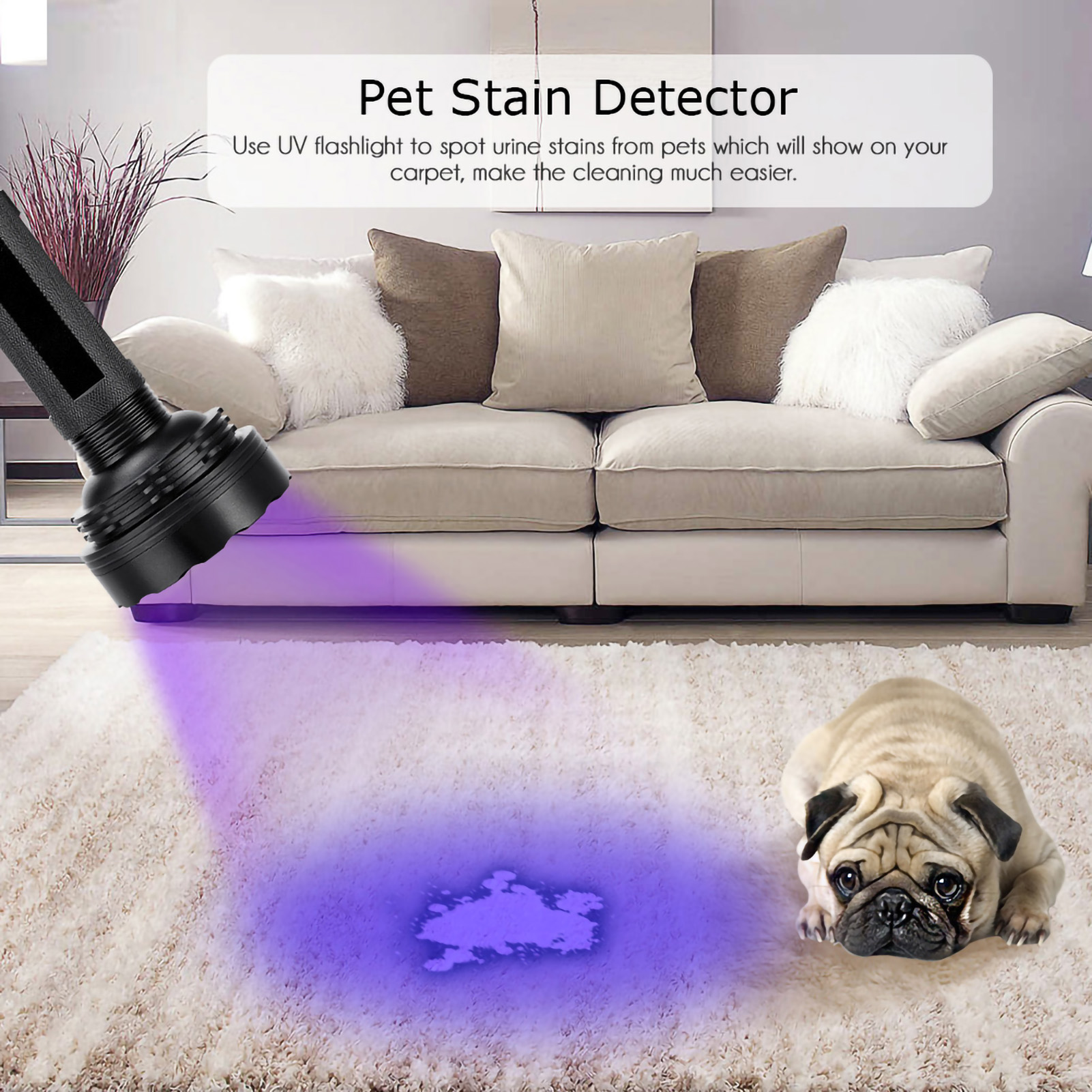 Eine schwarze UV-Taschenlampe beleuchtet Urinflecken auf einem weißen Teppich. Ein Mops liegt im Vordergrund.