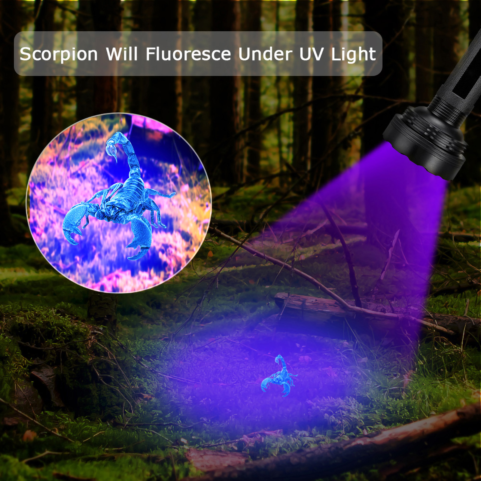Ein Skorpion leuchtet unter UV-Licht in einem Wald. Das Licht scheint von einer Taschenlampe. Ein Text lautet: Skorpion fluoresziert unter UV-Licht.