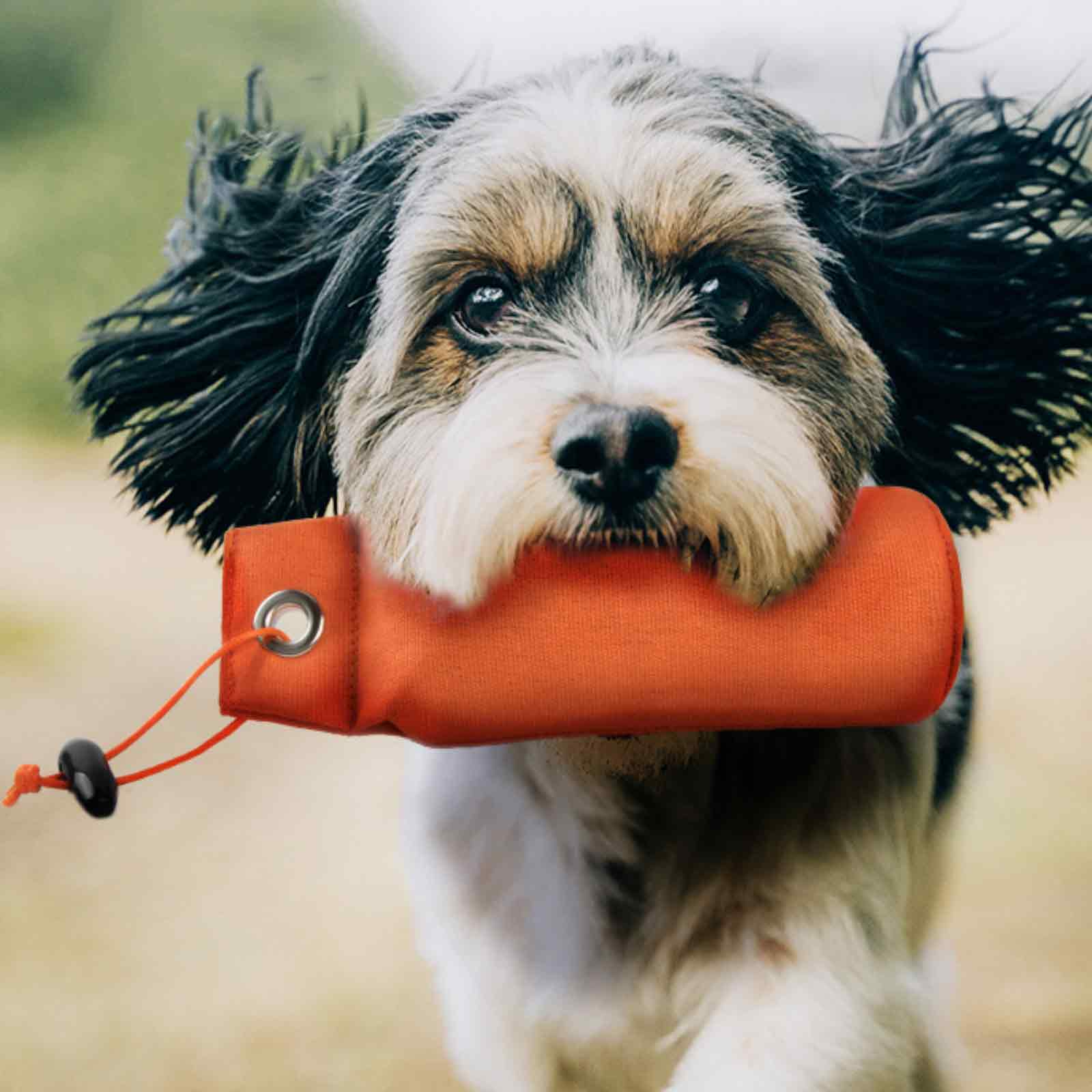 Ein Hund mit schwarz-weißem Fell hält ein oranges Trainingsgerät im Maul. Der Hintergrund ist verschwommen grün.