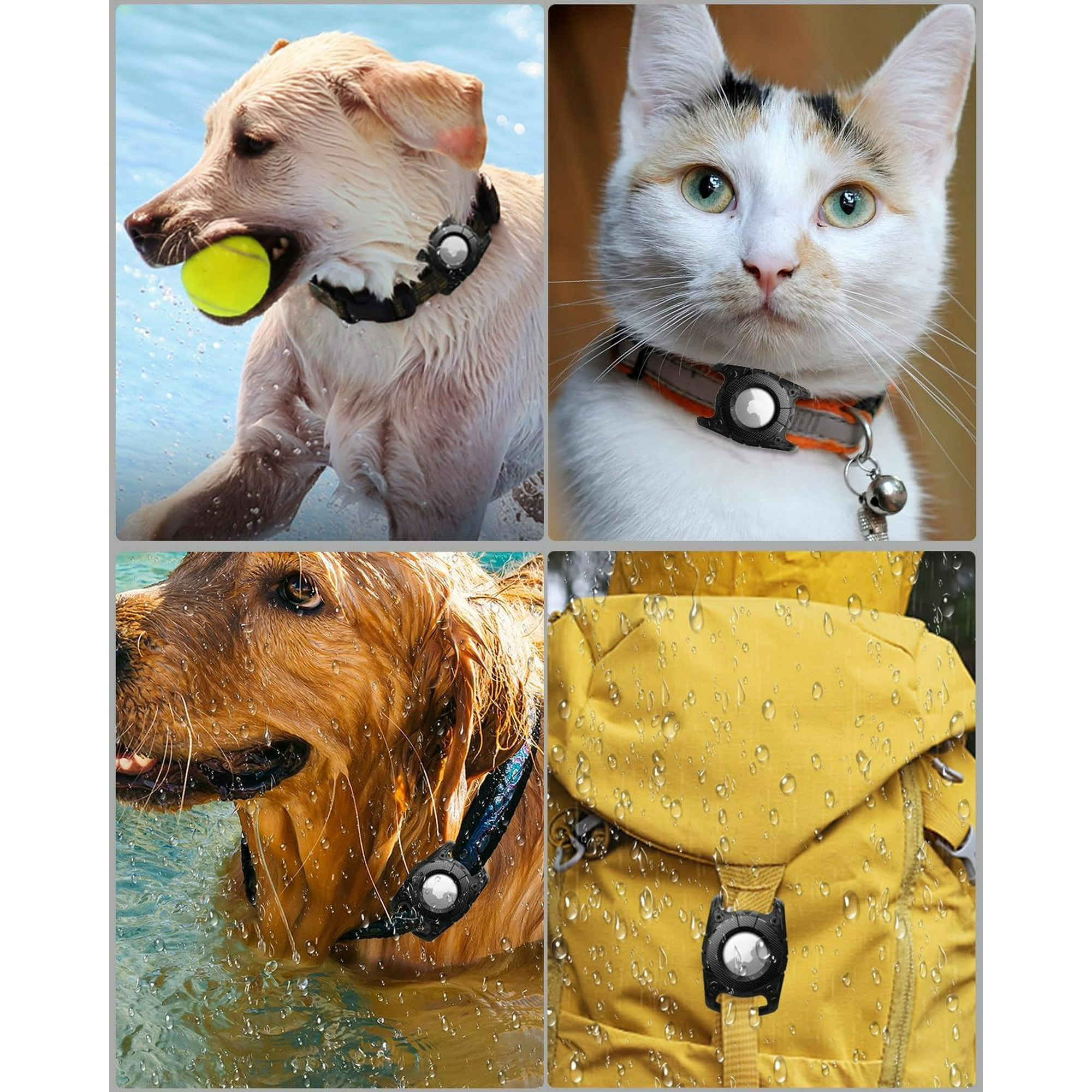 Ein Hund mit Ball im Maul, eine Katze mit Halsband, ein Hund im Wasser und ein gelber Rucksack mit Halsband.