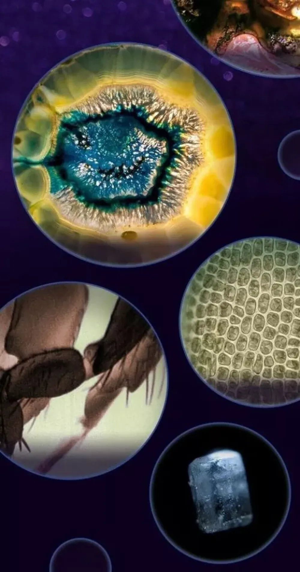 Bild mit verschiedenen kreisförmigen vergrößerten Ansichten: Geode, Insektenflügel, Zellstruktur und Eiswürfel vor dunklem Hintergrund.
