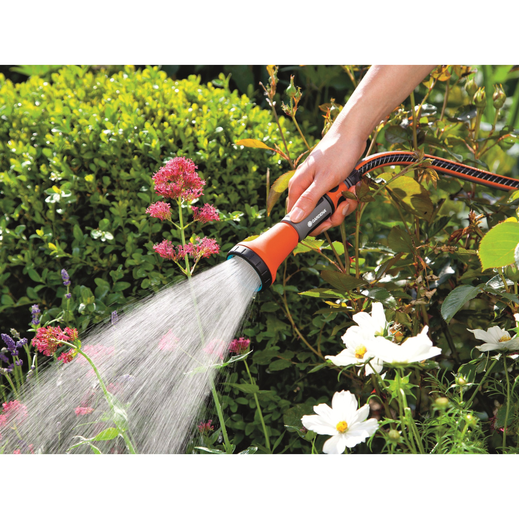 Una mano che tiene un tubo spruzza acqua su fiori rosa e bianchi in un giardino. Cespugli verdi sullo sfondo.