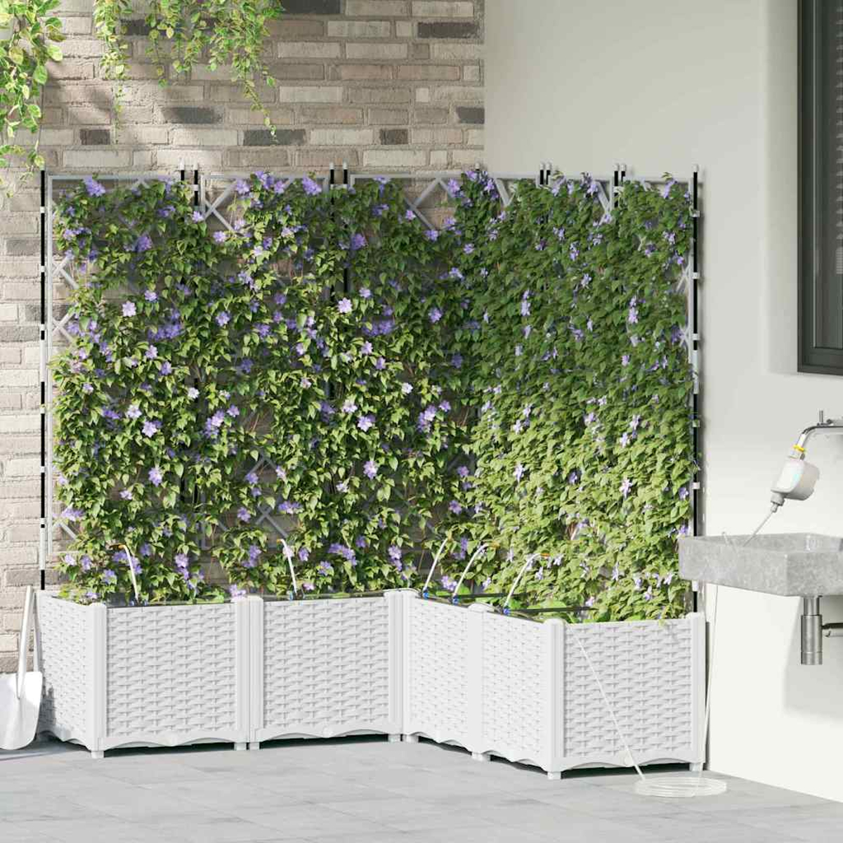 Fioriere bianche intrecciate con piante rampicanti. Foglie verdi e fiori viola coprono il traliccio. Muro di mattoni e lavandino sullo sfondo.