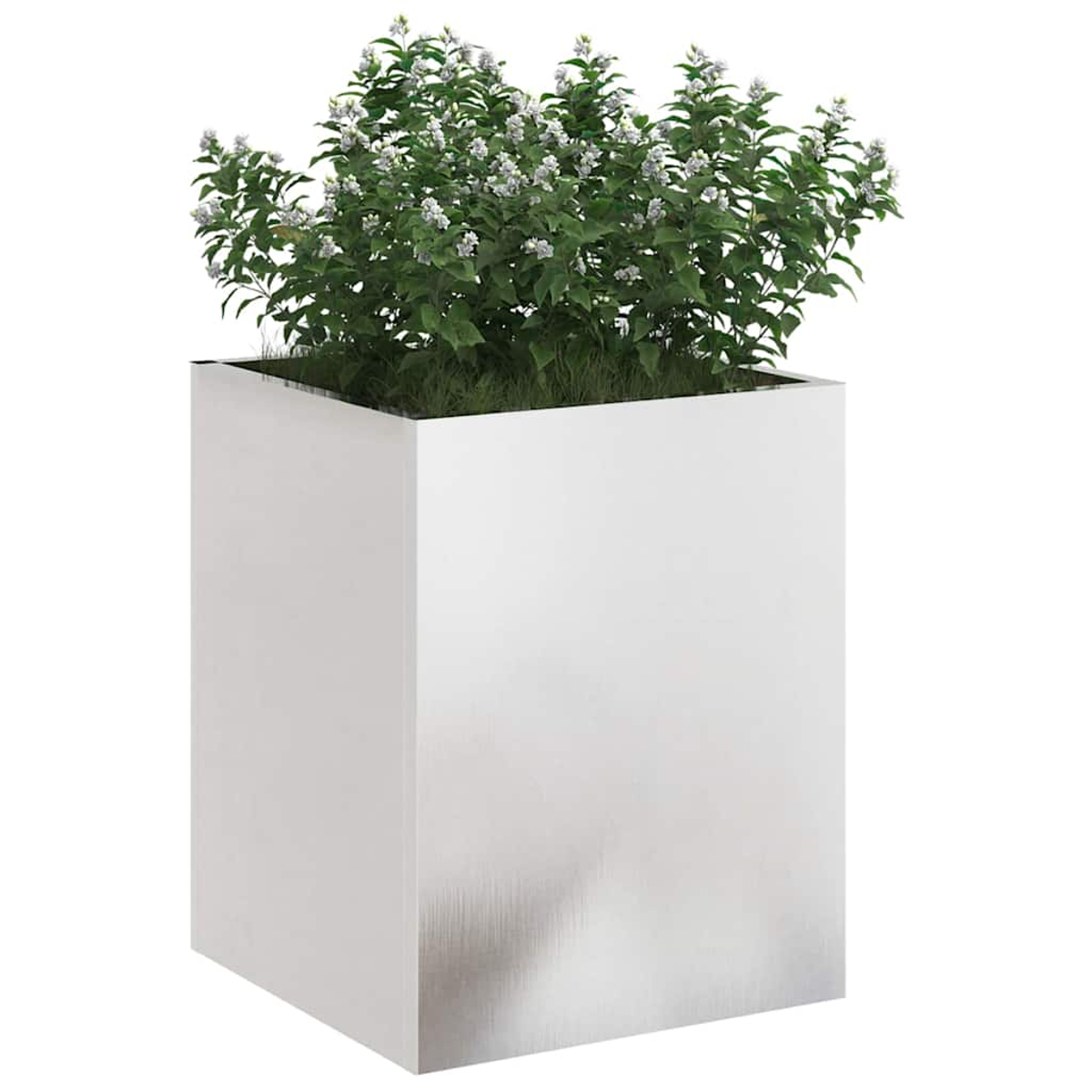 Ein quadratischer, weißer Pflanzkasten enthält eine grüne Pflanze mit kleinen weißen Blüten. Der Pflanzkasten steht vor einem weißen Hintergrund.