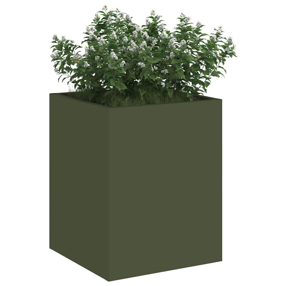 Una fioriera quadrata verde scuro contiene un cespuglio con foglie verdi e piccoli fiori bianchi. Lo sfondo è bianco.
