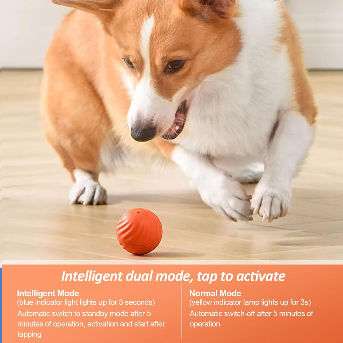 Ein Corgi-Hund blickt auf einen orangefarbenen Ball. Der Hund hat weißes und braunes Fell. Der Hintergrund ist ein Holzboden.