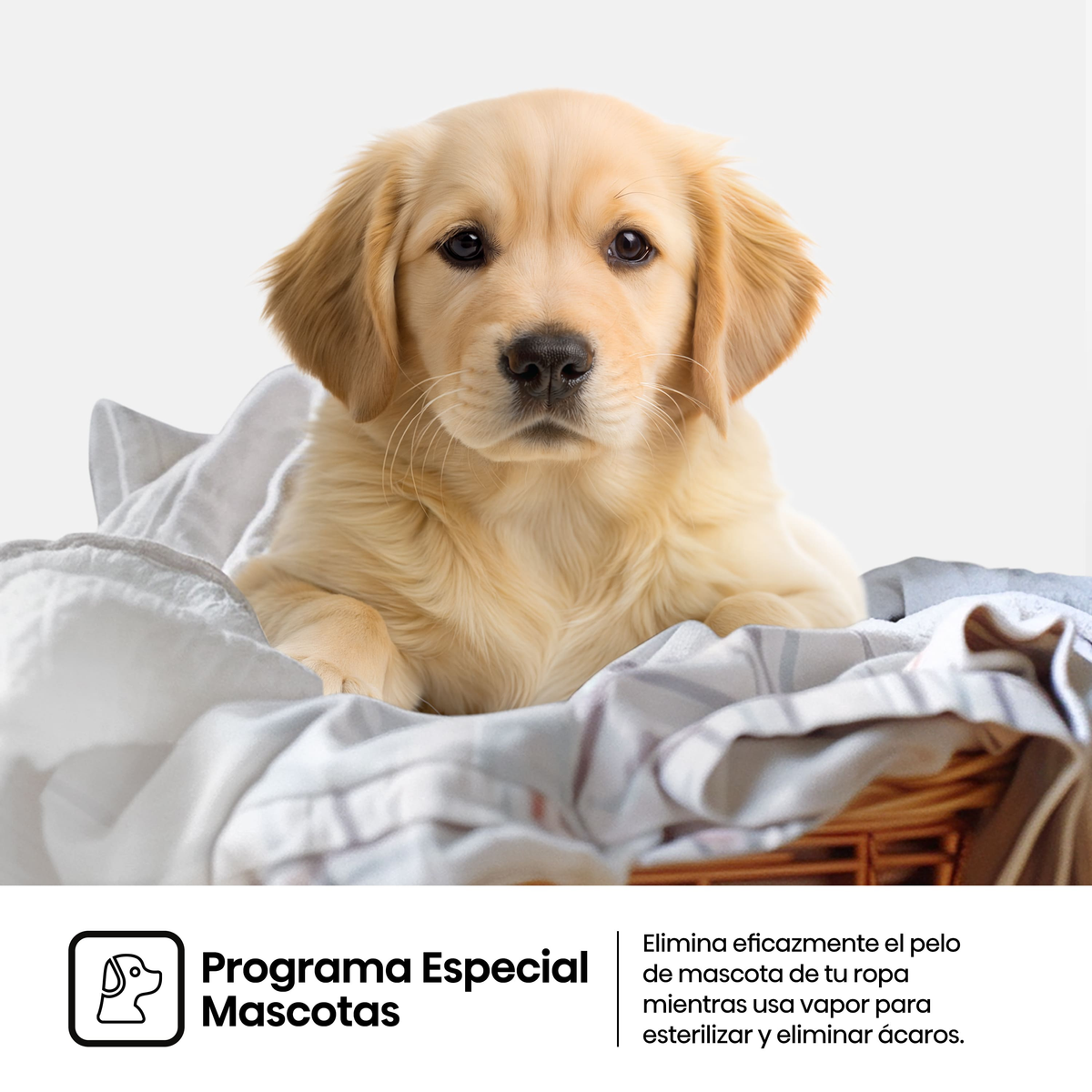 Szczeniak golden retriever leży na koszu z praniem. Hiszpański tekst opisuje specjalny program dla zwierząt.