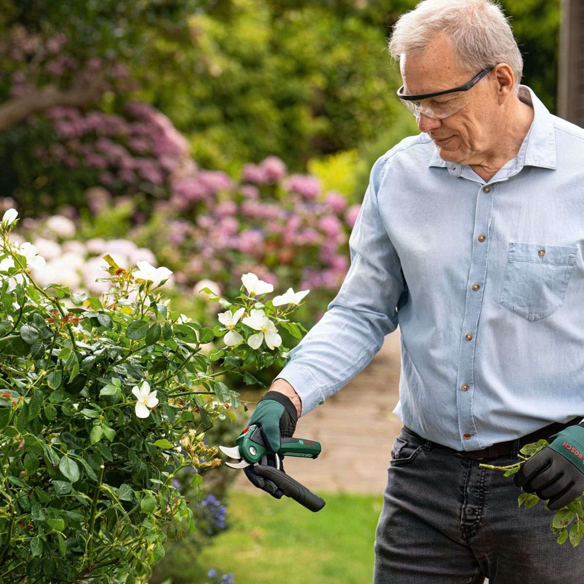 Ein älterer Mann in blauem Hemd und Schutzbrille schneidet einen Rosenbusch mit grünen Gartenscheren in einem Garten.