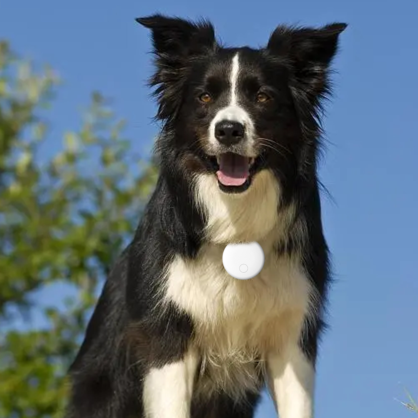 Ein schwarz-weißer Border Collie mit weißem Halsband-Anhänger vor blauem Himmel. Der Hund lächelt.