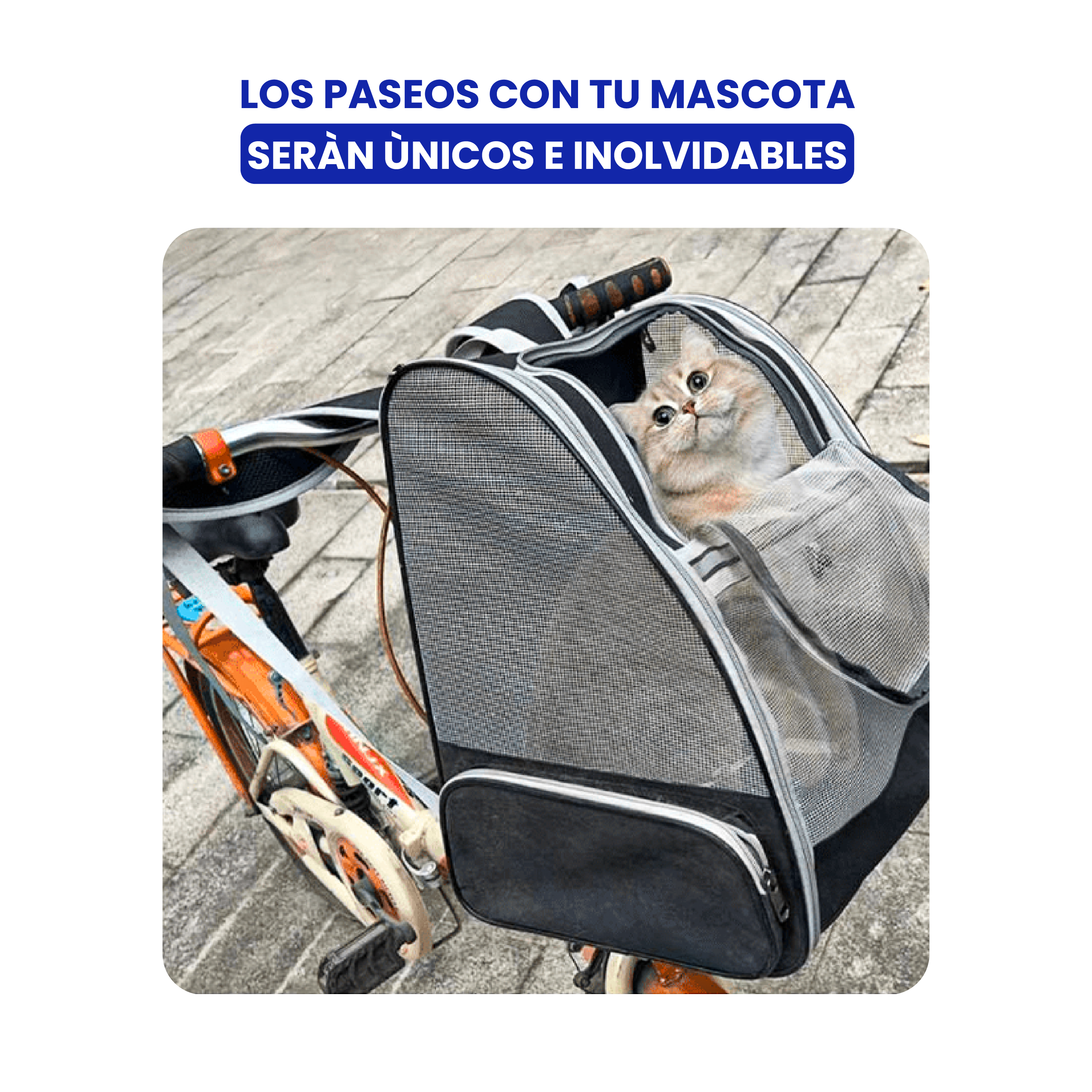 Un gato en un portabicicletas. La bicicleta es naranja y negra. El fondo es un pavimento gris.