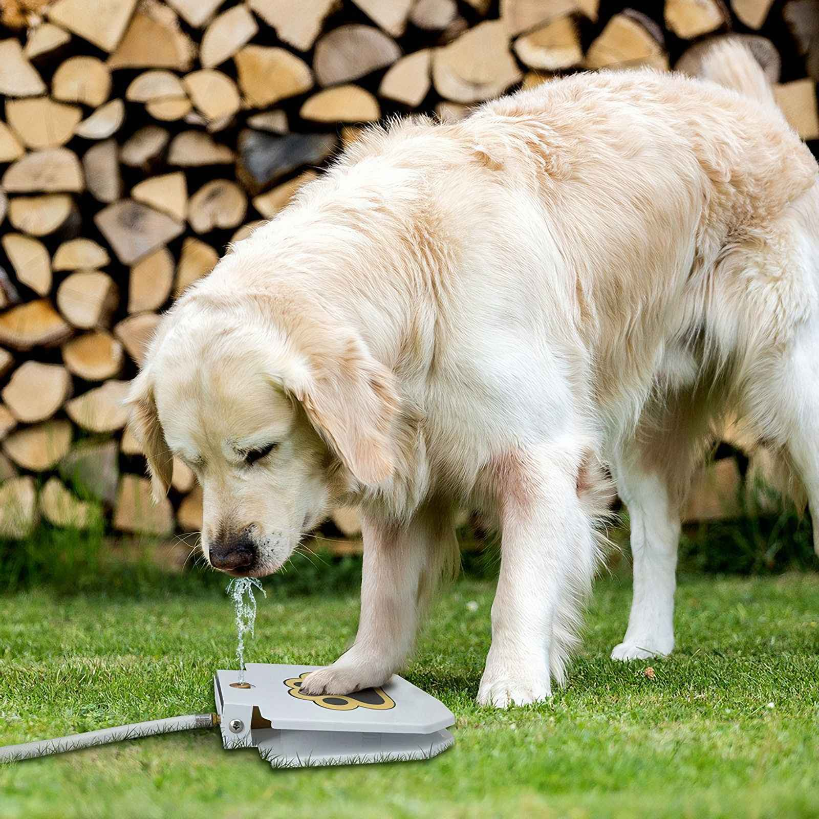 Ein Golden Retriever trinkt aus einem Wasserfontäne auf grünem Gras. Holzscheite sind im Hintergrund.