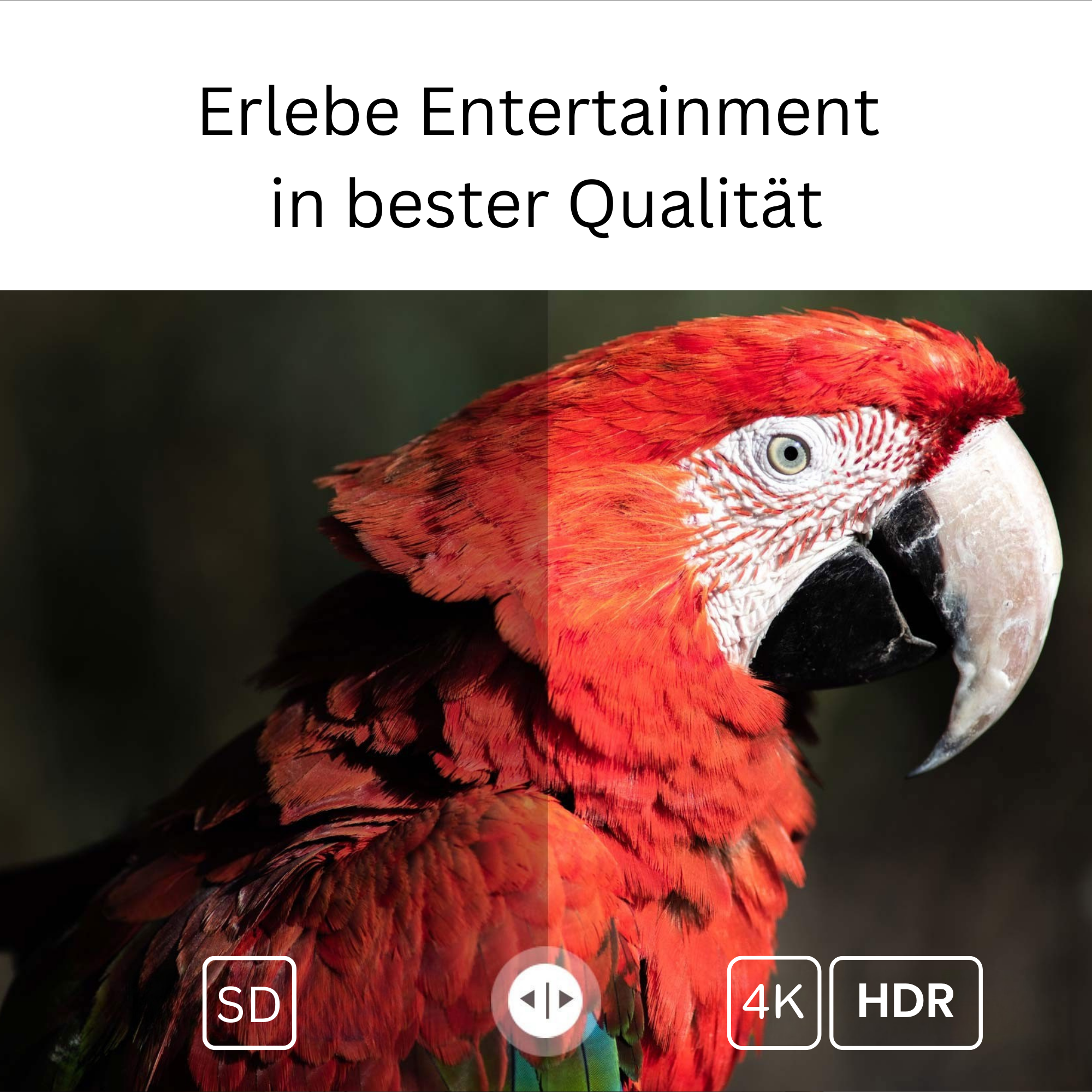 Ein Papagei mit roten Federn wird gezeigt. Oben steht 'Erlebe Entertainment in bester Qualität'. Knöpfe für SD, 4K und HDR.